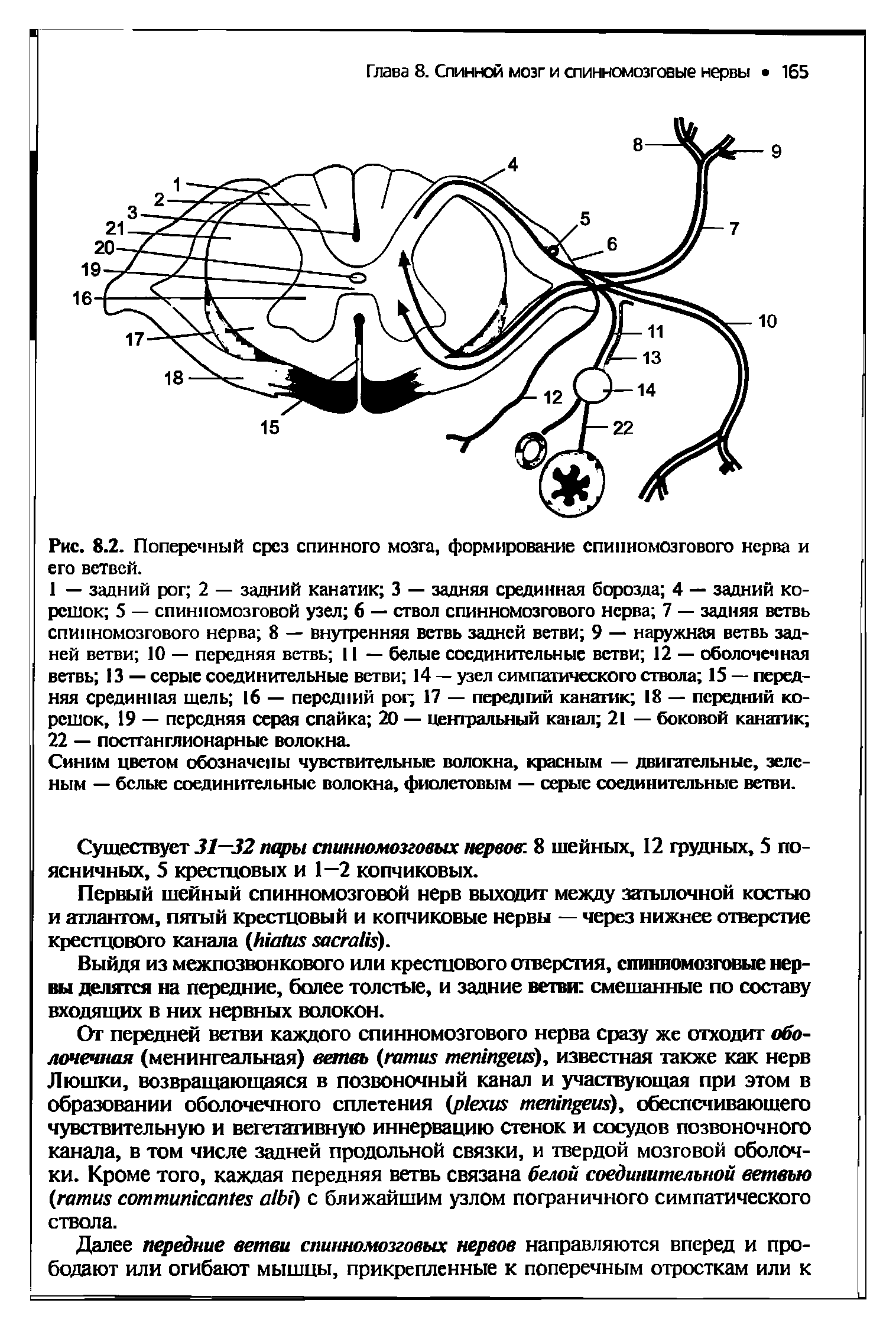 Рис. 8.2. Поперечный срез спинного мозга, формирование спинномозгового нерва и его ветвей.