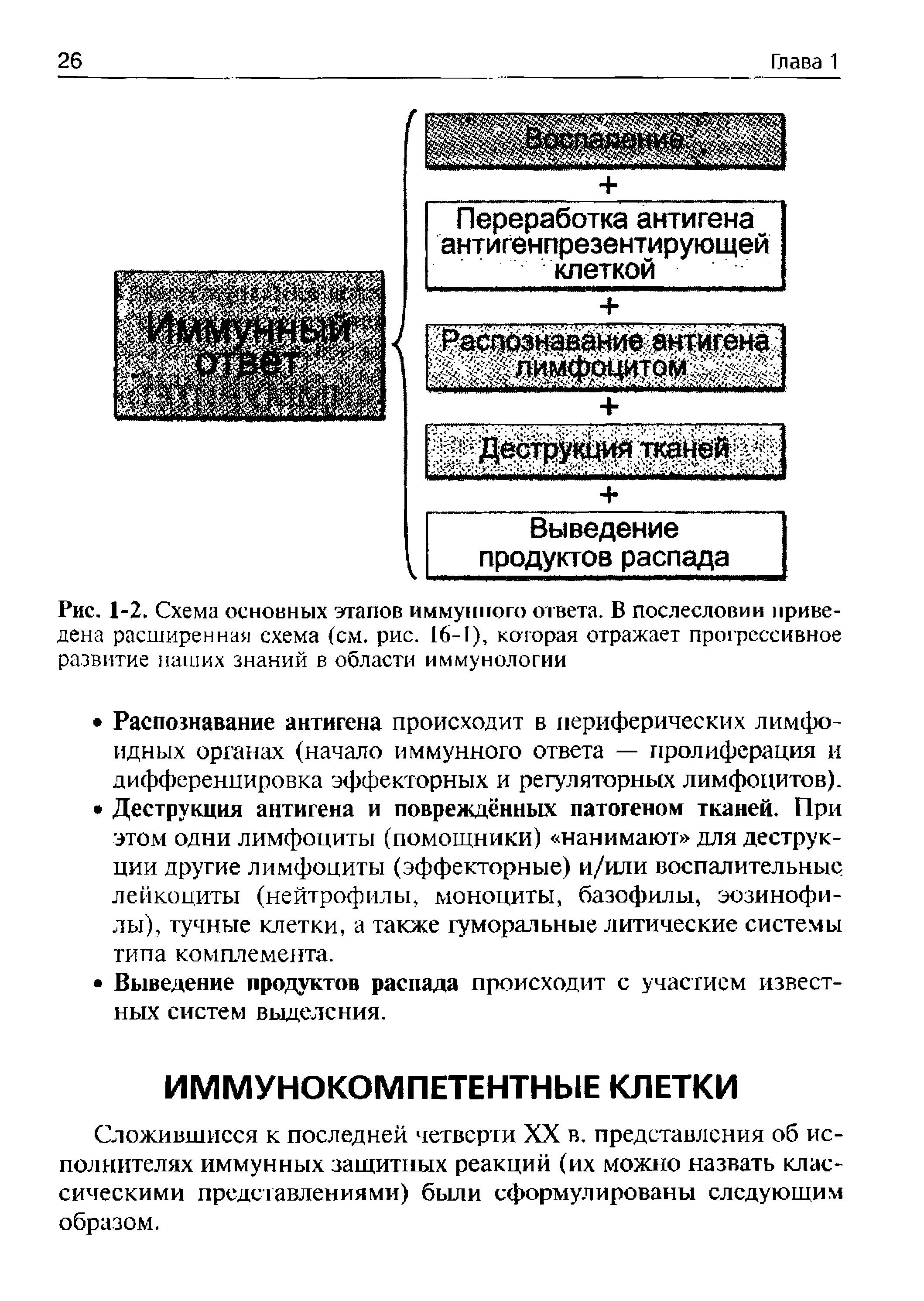 Рис. 1-2. Схема основных этапов иммунного ответа. В послесловии приведена расширенная схема (см. рис. 16-1), которая отражает прогрессивное развитие наших знаний в области иммунологии...