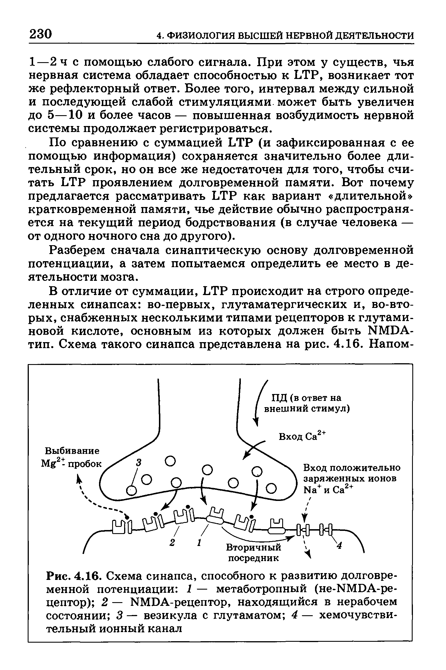 Рис. 4.16. Схема синапса, способного к развитию долговременной потенциации 1 — метаботропный (не-ИМОА-ре-цептор) 2 — ИМБА-рецептор, находящийся в нерабочем состоянии 3 — везикула с глутаматом 4 — хемочувстви-тельный ионный канал...