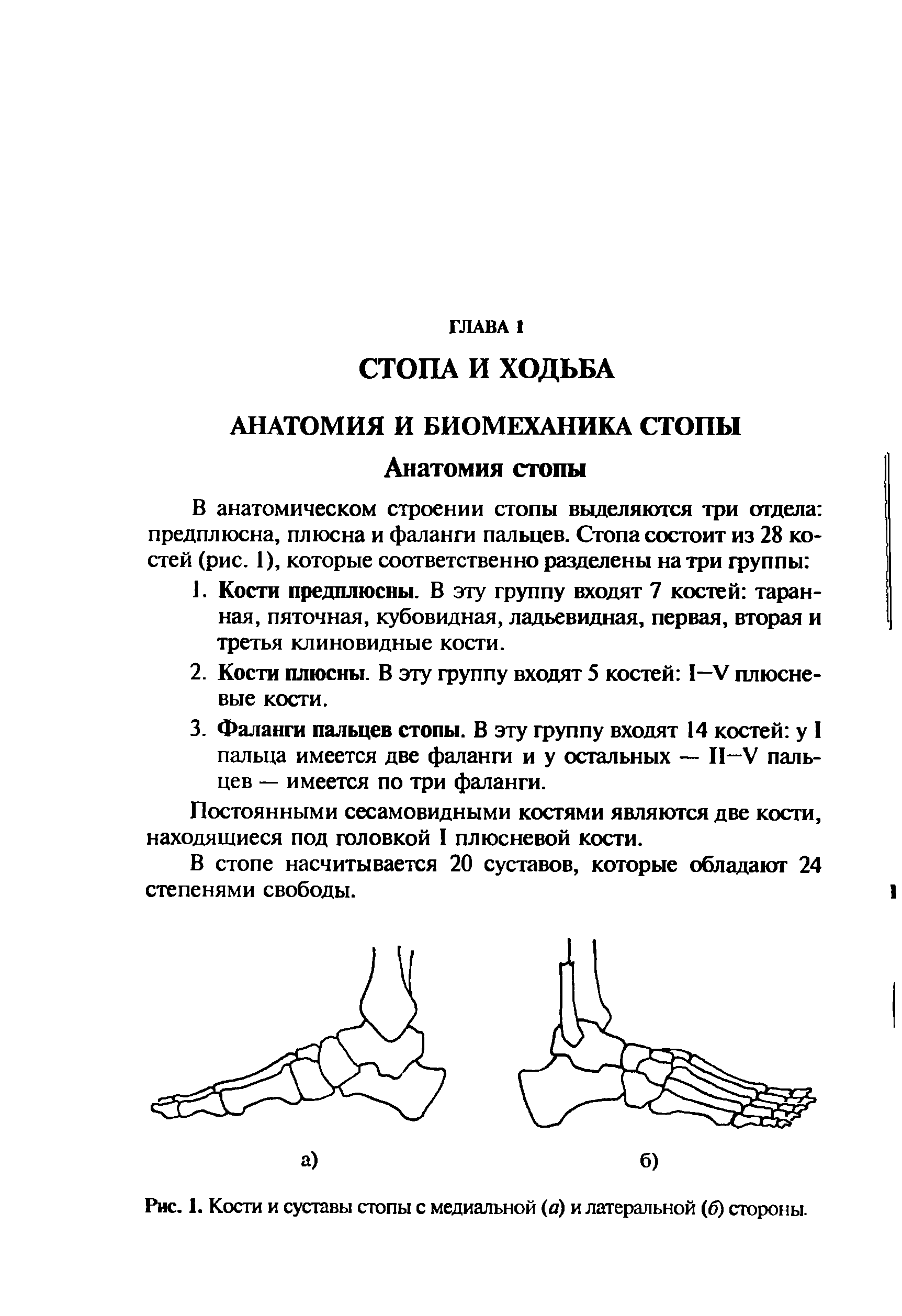 Рис. 1. Кости и суставы стопы с медиальной (а) и латеральной (6) стороны.