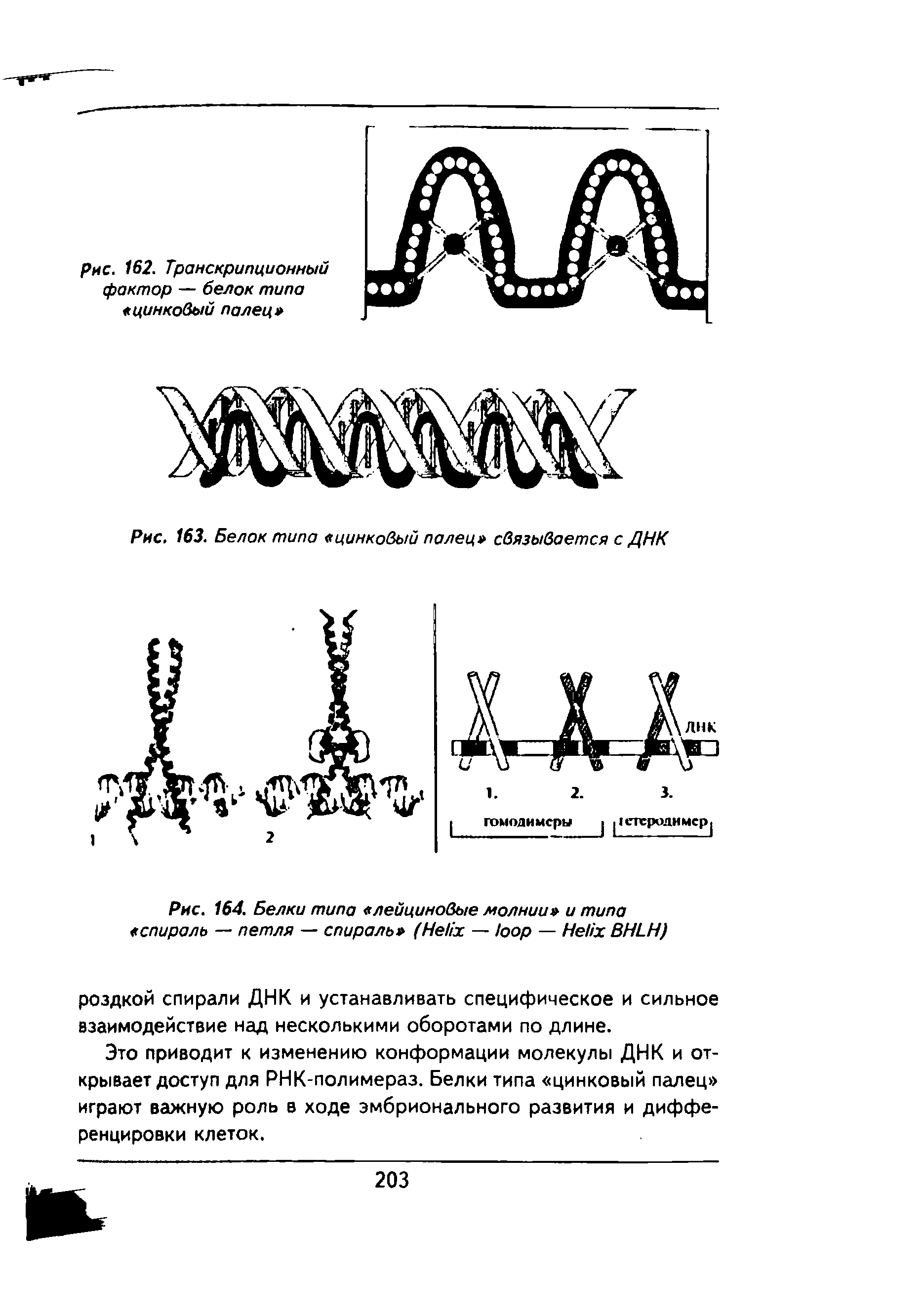 Рис. 164. Белки типа лейциновые молнии и типа спираль — петля — спираль (H — — H BHLH)...