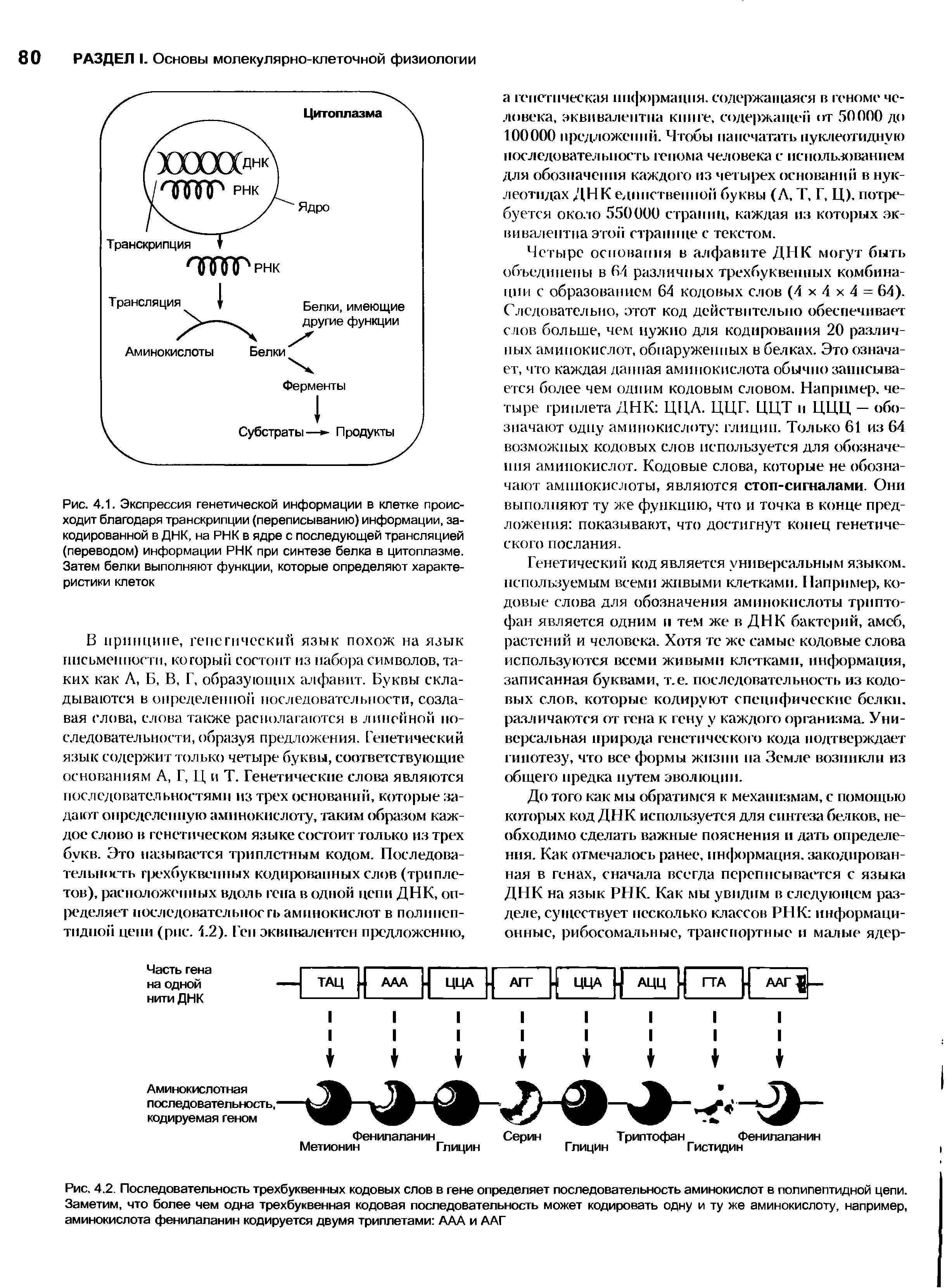 Рис. 4.2. Последовательность трехбуквенных кодовых слов в гене определяет последовательность аминокислот в полипептидной цепи. Заметим, что более чем одна трехбуквенная кодовая последовательность может кодировать одну и ту же аминокислоту, например, аминокислота фенилаланин кодируется двумя триплетами ААА и ААГ...