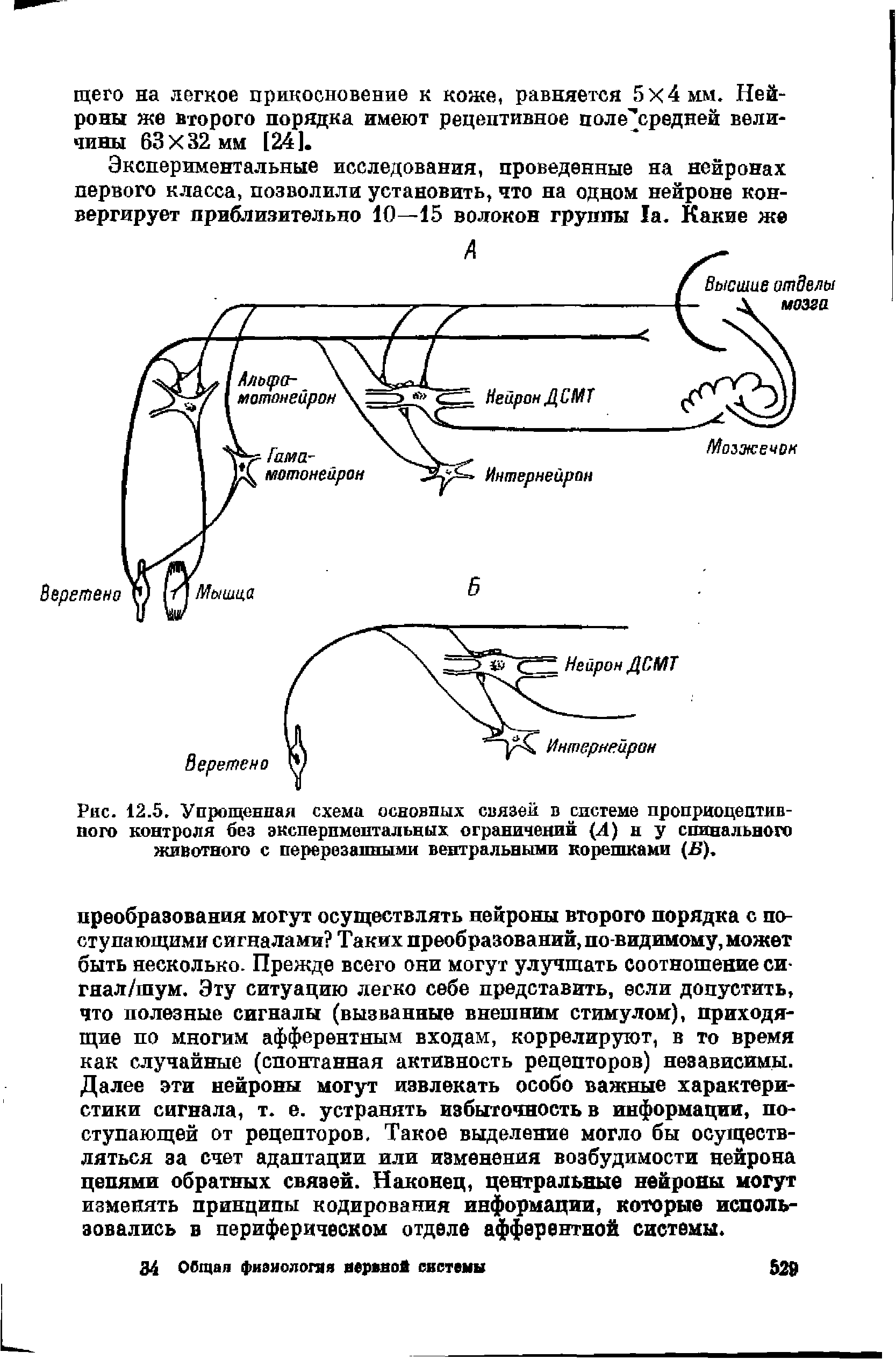 Рис. 12.5. Упрощенная схема основных связей в системе проприоцептивного контроля без экспериментальных ограничений (Л) и у спинального животного с перерезанными вентральными корешками (В).