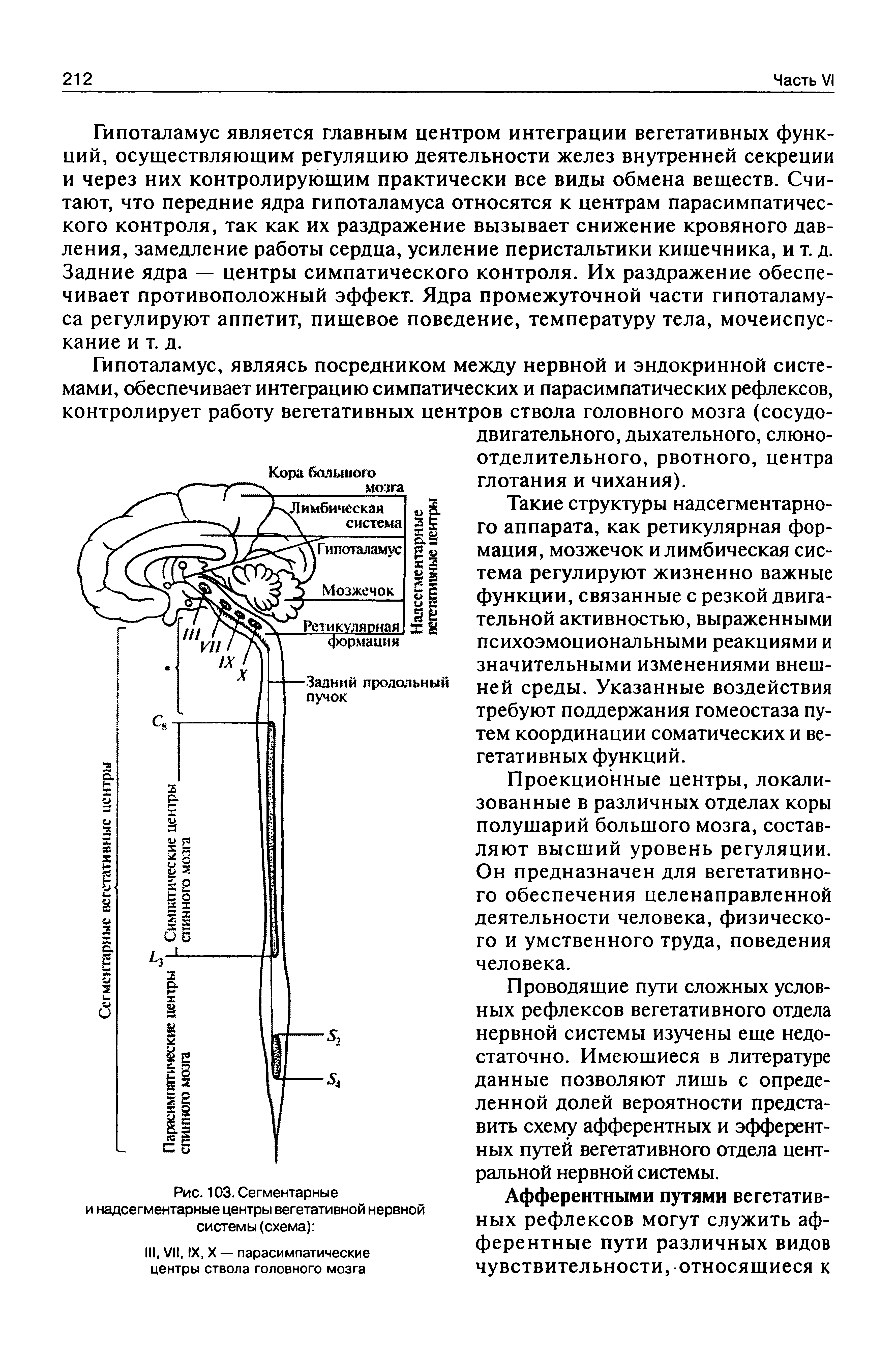 Рис. 103. Сегментарные и надсегментарные центры вегетативной нервной системы (схема) ...