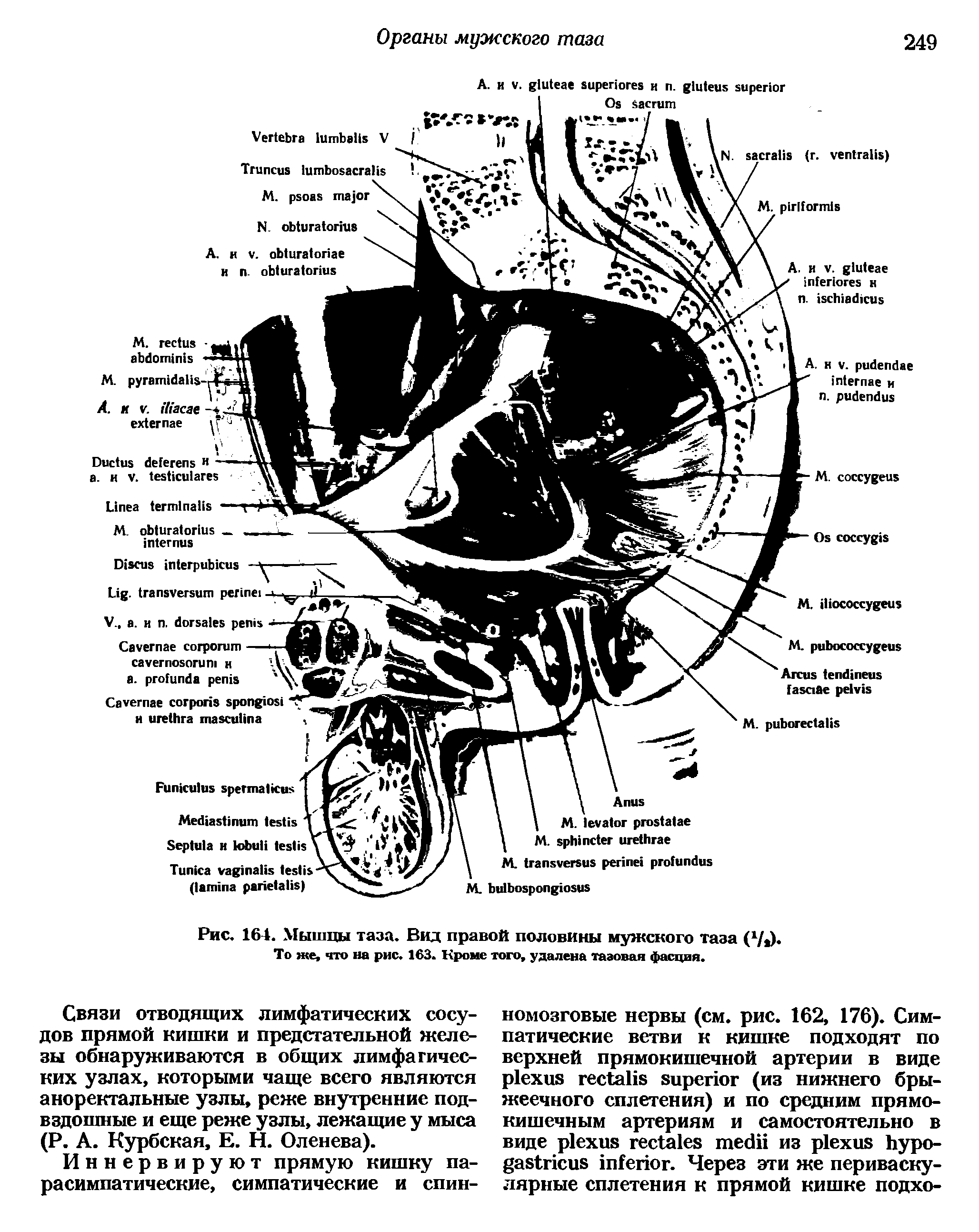 Рис. 164. Мышцы таза. Вид правой половины мужского таза ( / ). То же, что на рис. 163. Кроме того, удалена тазовая фасция.