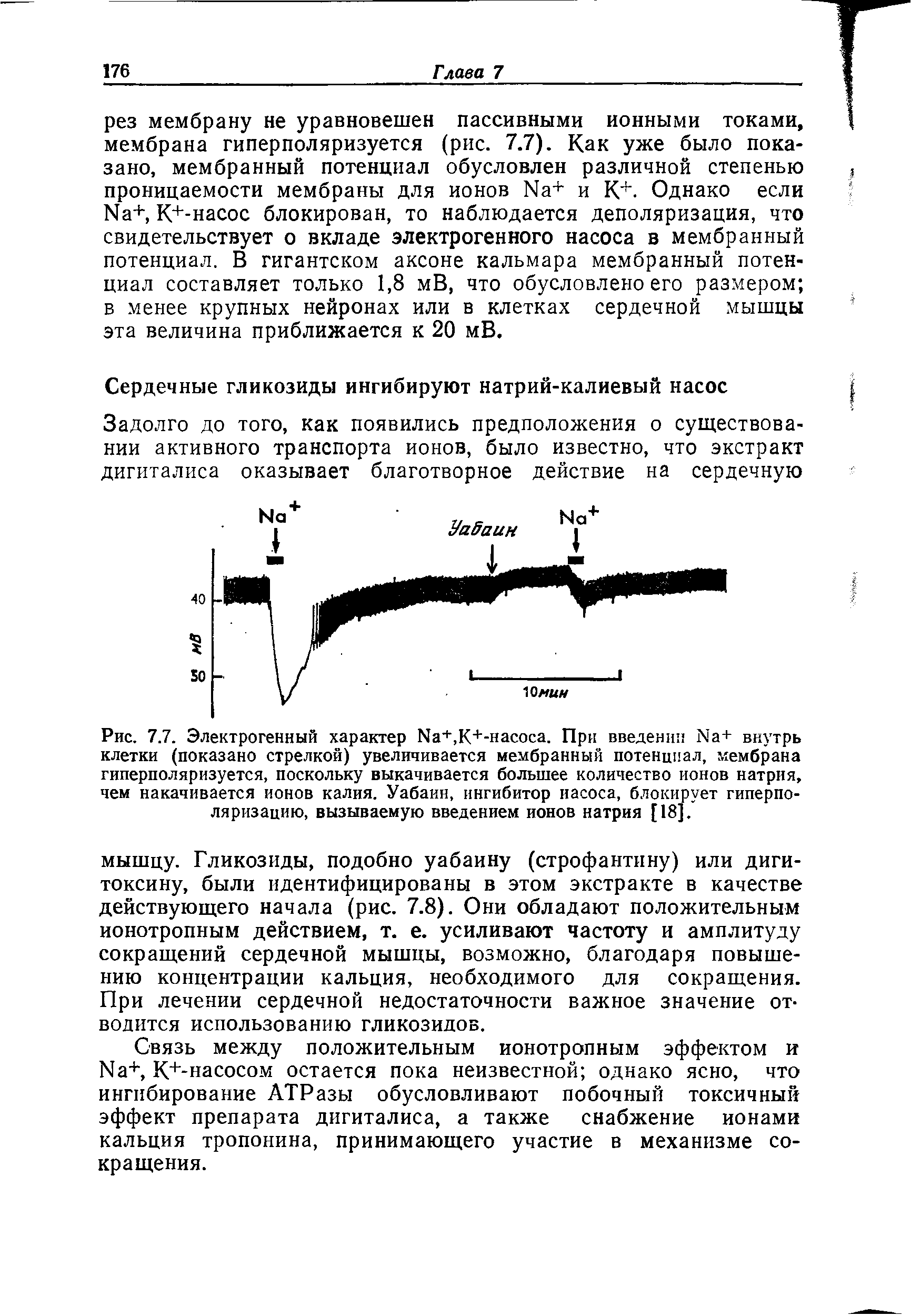 Рис. 7.7. Электрогенный характер Ыа+,К+-насоса. При введении N8+ внутрь клетки (показано стрелкой) увеличивается мембранный потенциал, мембрана гиперполяризуется, поскольку выкачивается большее количество ионов натрия, чем накачивается ионов калия. Уабаин, ингибитор иасоса, блокирует гиперполяризацию, вызываемую введением ионов натрия [18].