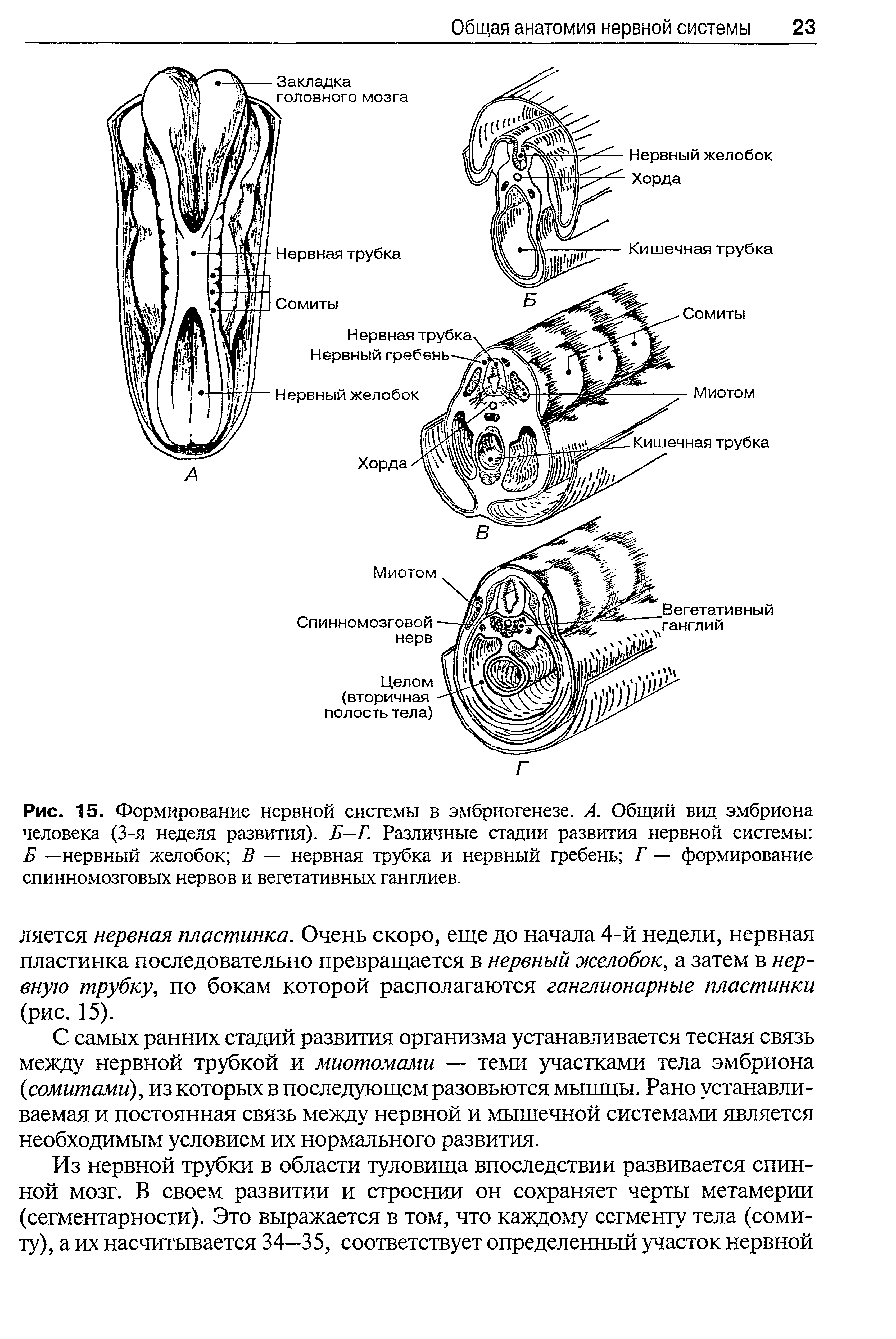 Рис. 15. Формирование нервной системы в эмбриогенезе. А. Общий вид эмбриона человека (3-я неделя развития). Б—Г. Различные стадии развития нервной системы Б —нервный желобок В — нервная трубка и нервный гребень Г — формирование спинномозговых нервов и вегетативных ганглиев.