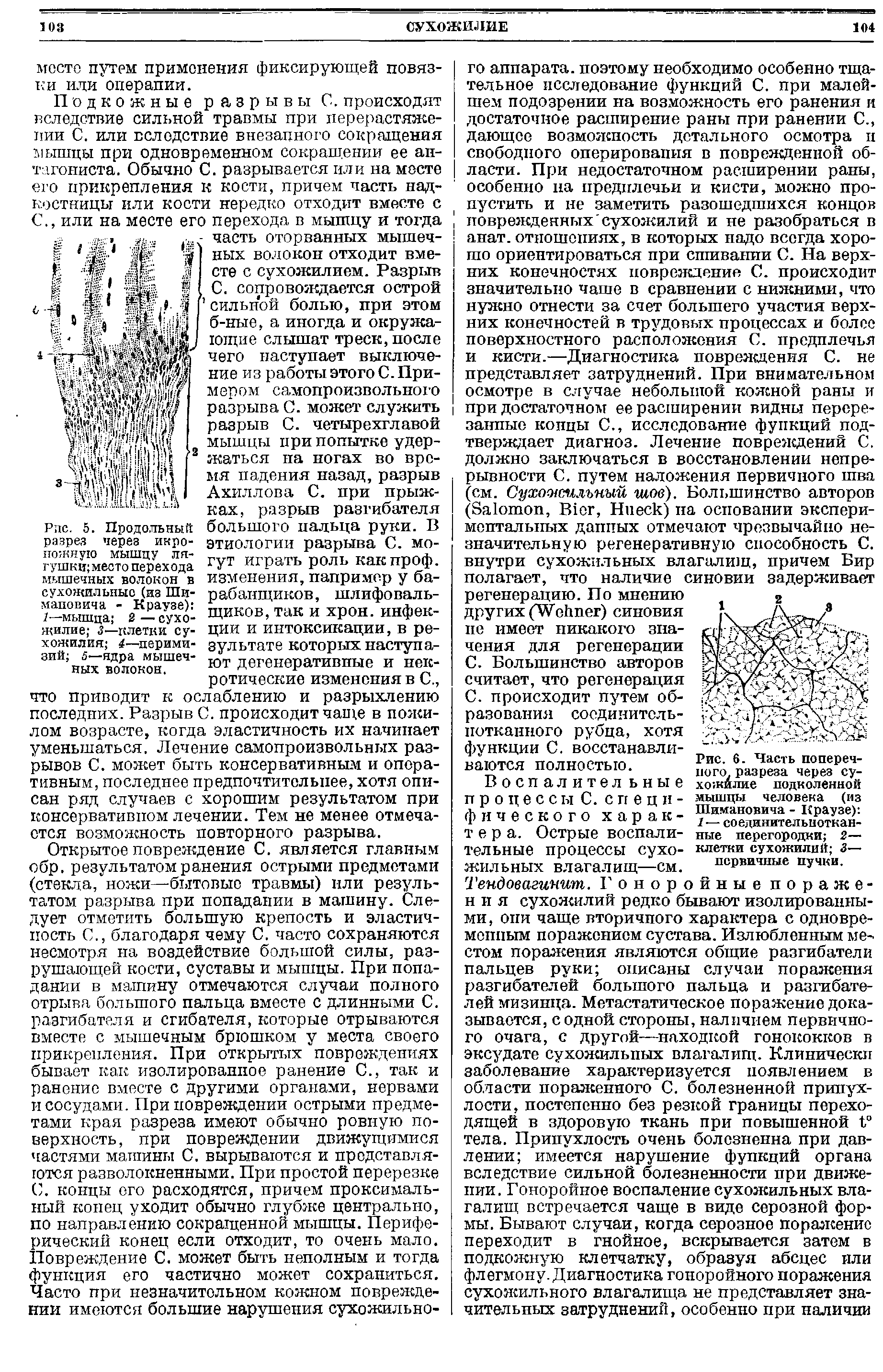 Рис. 6. Часть поперечного. разреза через сухожилие подколенной мышцы человека (из Шимановича - Краузе) 1 — соединительнотканные перегородки 2— клетки сухожилий 3— первичные пучки.