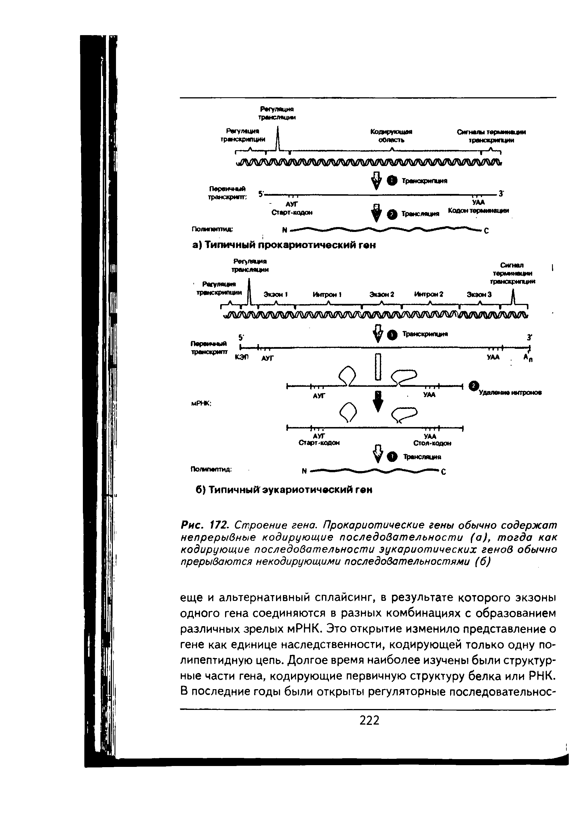 Рис. 172. Строение гена. Прокариотические гены обычно содержат непрерывные кодирующие последовательности (а), тогда как кодирующие последовательности эукариотических генов обычно прерываются некодирующими последовательностями (б)...