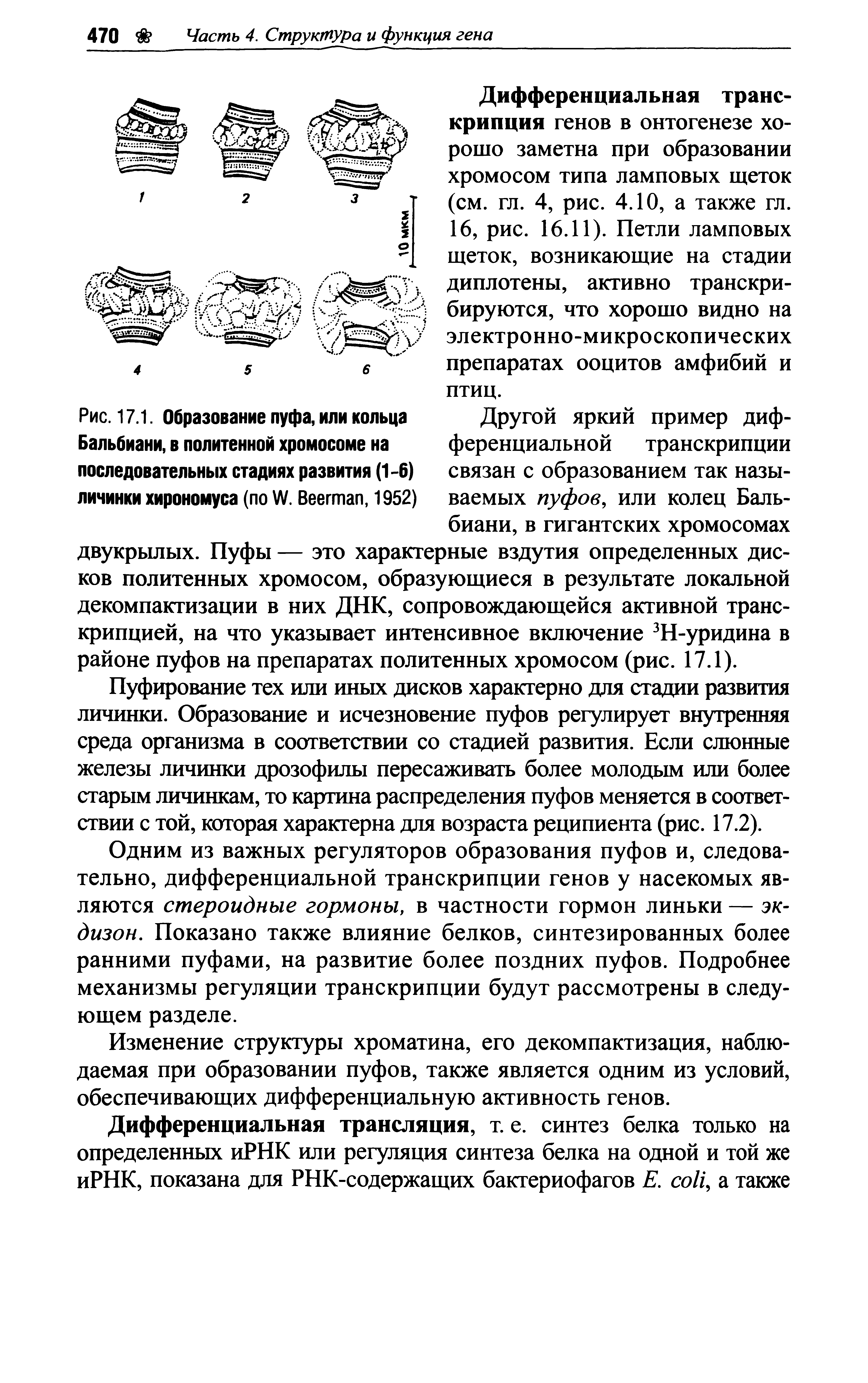 Рис. 17.1. Образование пуфа, или кольца Бальбиани, в политенной хромосоме на последовательных стадиях развития (1-6) личинки хирономуса (по W. Веегтап, 1952)...