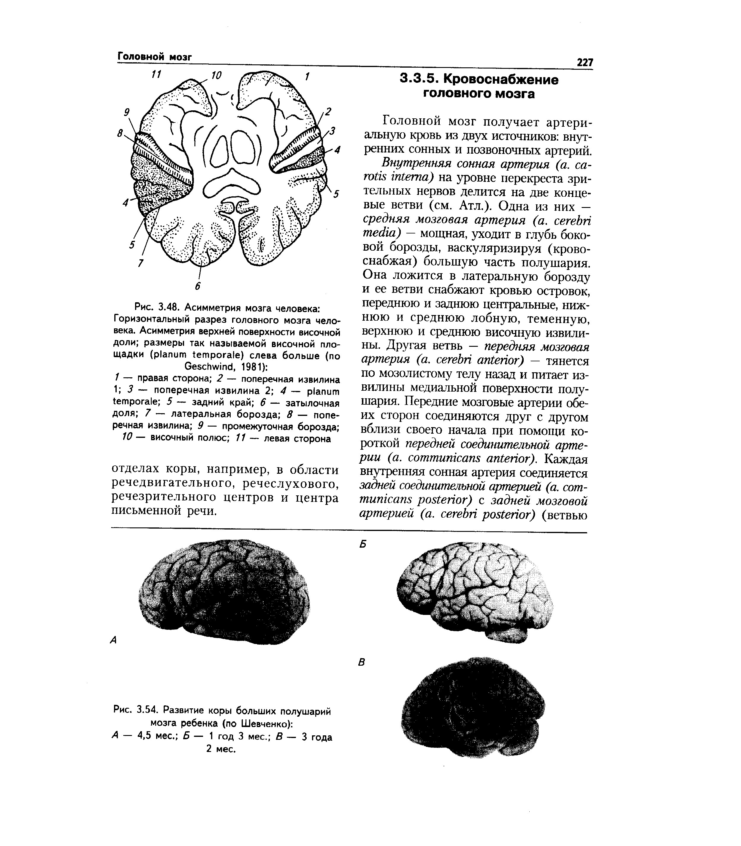 Рис. 3.54. Развитие коры больших полушарий мозга ребенка (по Шевченко) ...