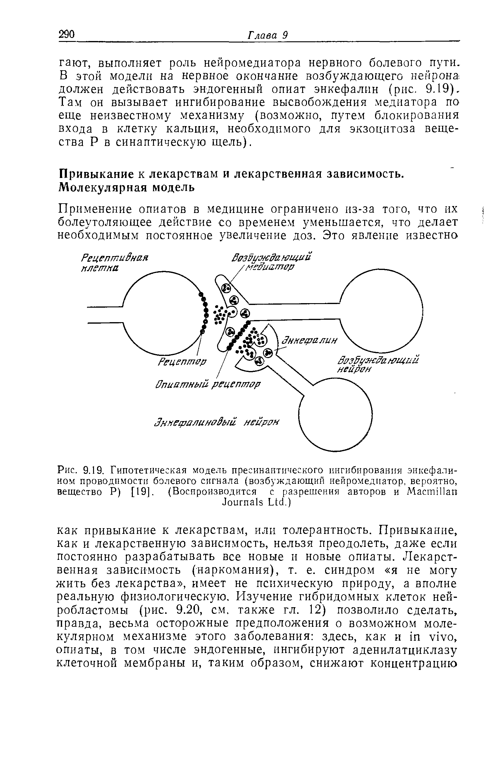 Рис. 9.19. Гипотетическая модель пресинаитического ингибирования энкефалином проводимости болевого сигнала (возбуждающий нейромедиатор, вероятно, вещество Р) [19]. (Воспроизводится с разрешения авторов и M J L .)...