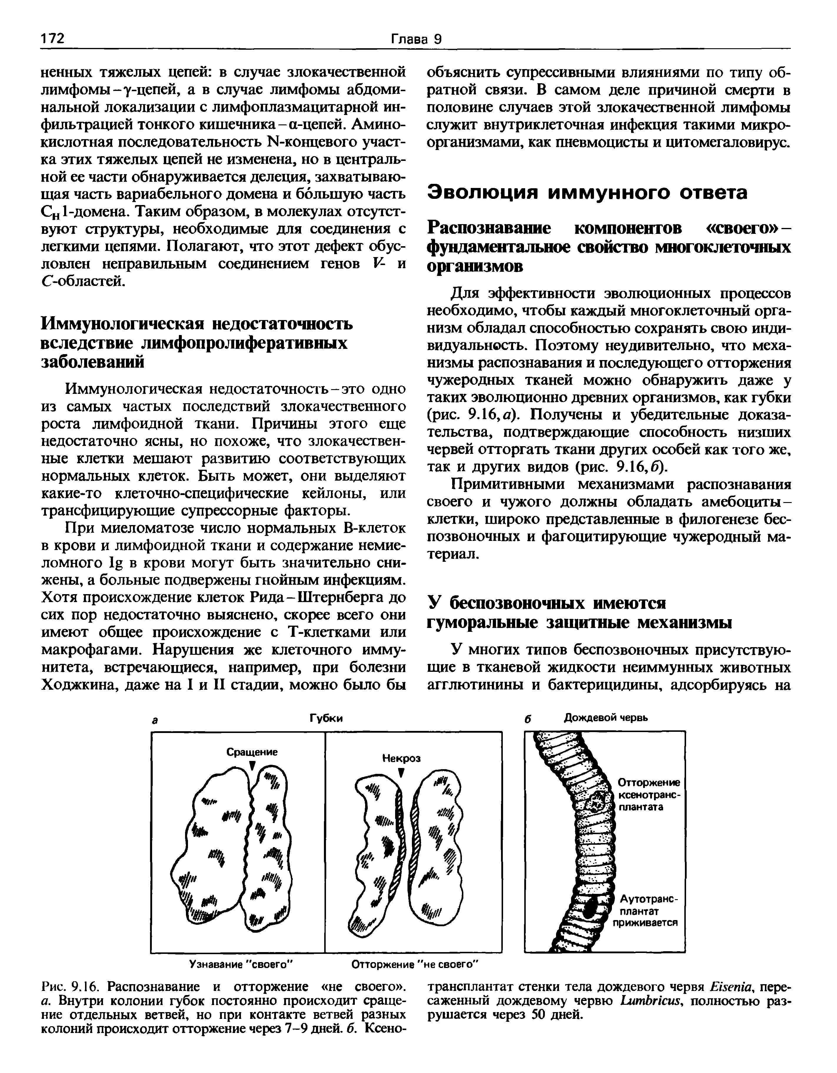 Рис. 9.16. Распознавание и отторжение не своего . а. Внутри колонии губок постоянно происходит сращение отдельных ветвей, но при контакте ветвей разных колоний происходит отторжение через 7-9 дней. б. Ксено-...