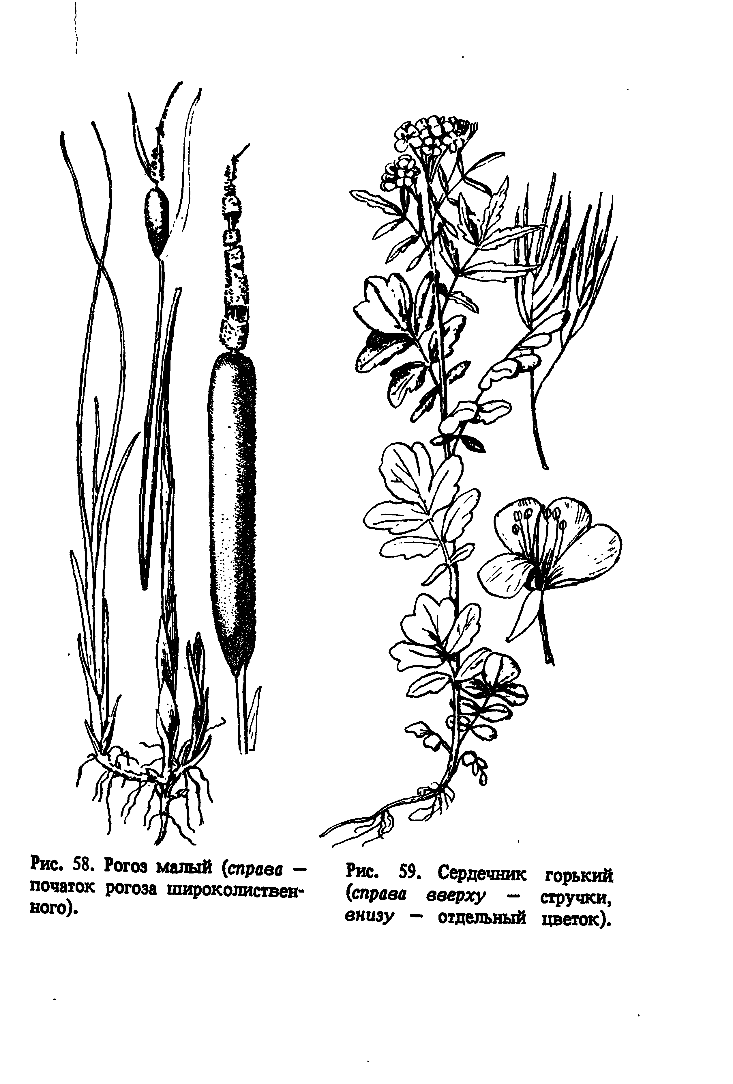 Рис. 59. Сердечник горький (справа вверху - стручки, внизу - отдельный цветок).