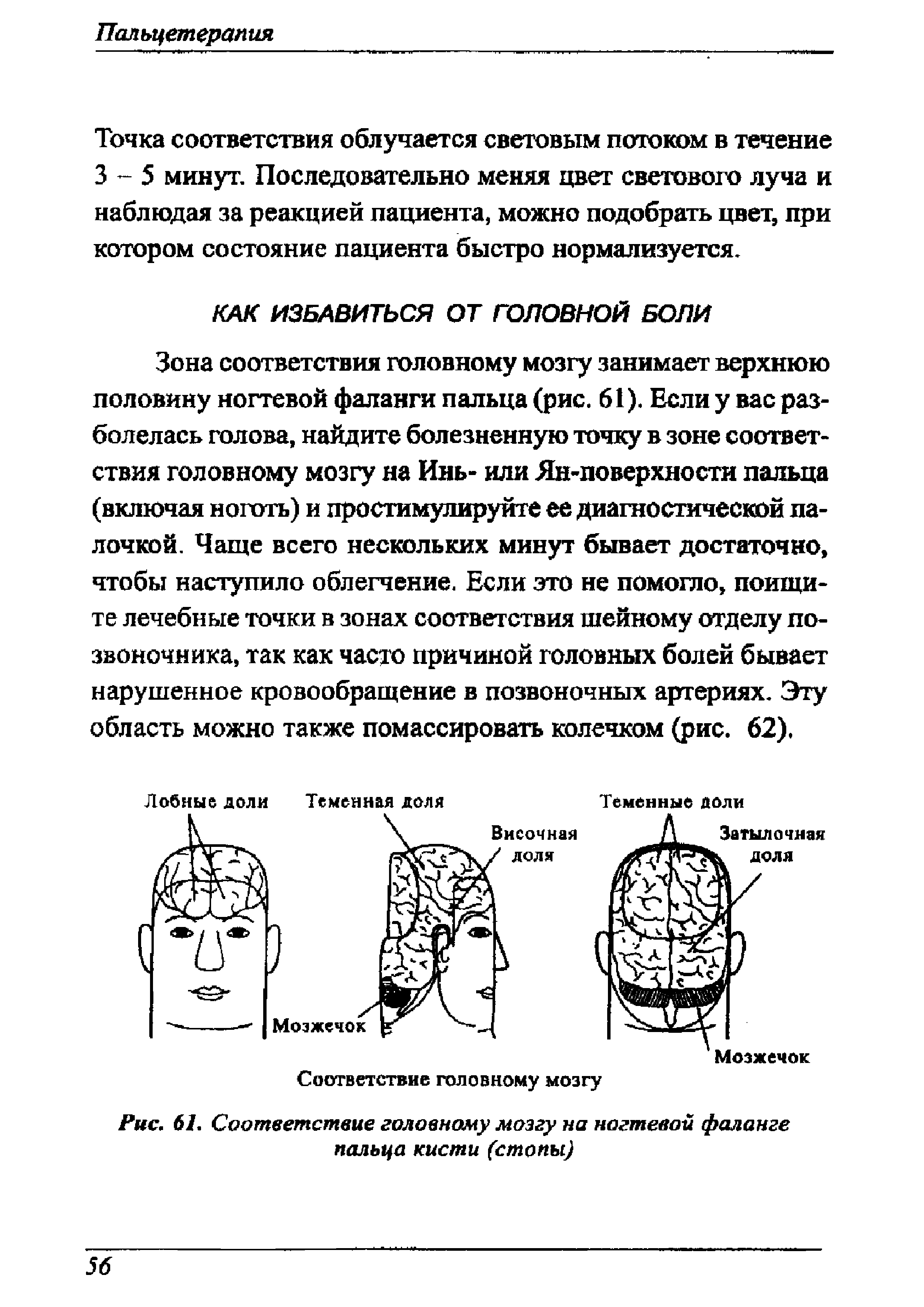 Рис. 61. Соответствие головному мозгу на ногтевой фаланге пальца кисти (стопы)...