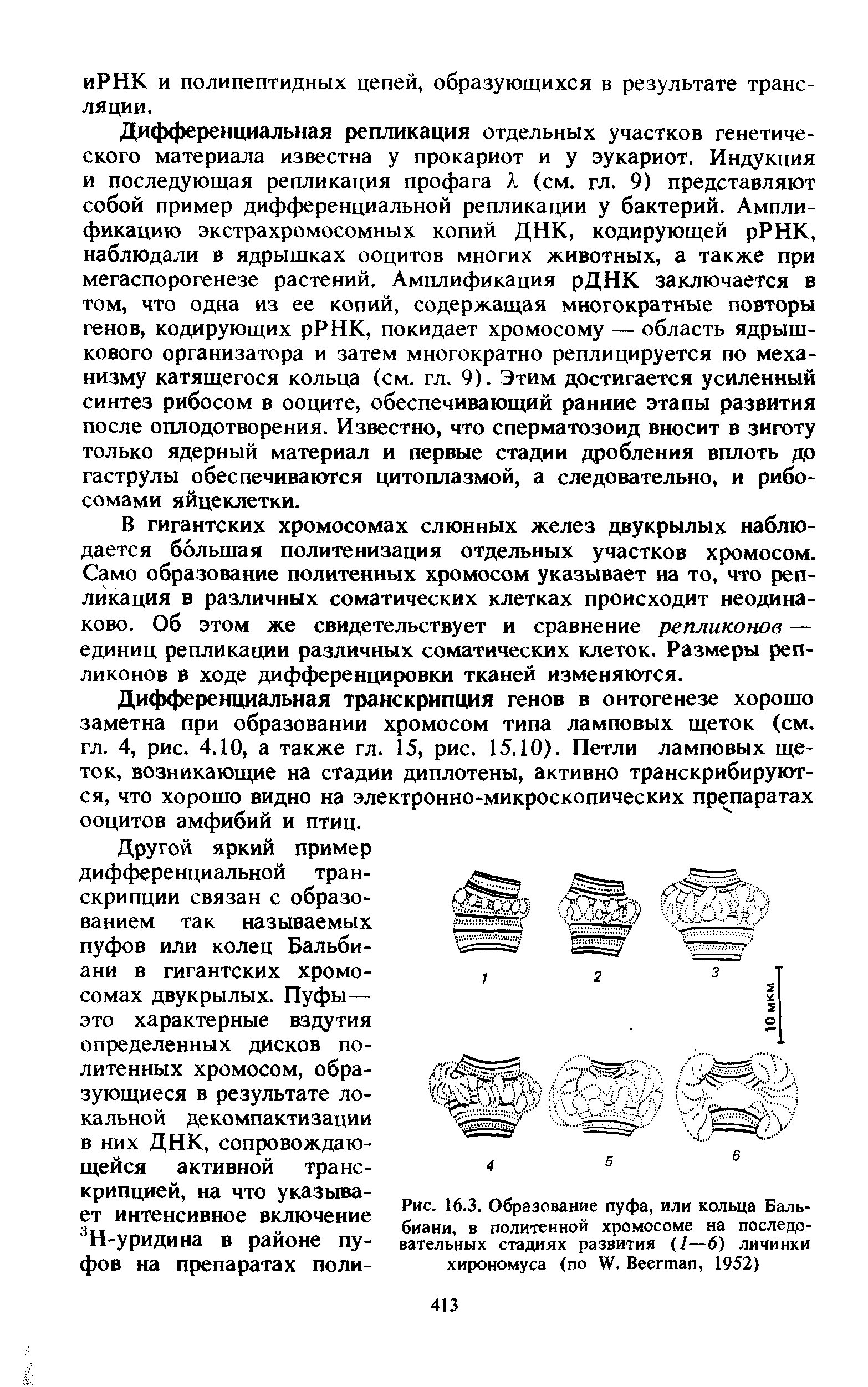 Рис. 16.3. Образование пуфа, или кольца Баль-биани, в политенной хромосоме на последовательных стадиях развития (7—6) личинки хирономуса (по XV. Веегтап, 1952)...