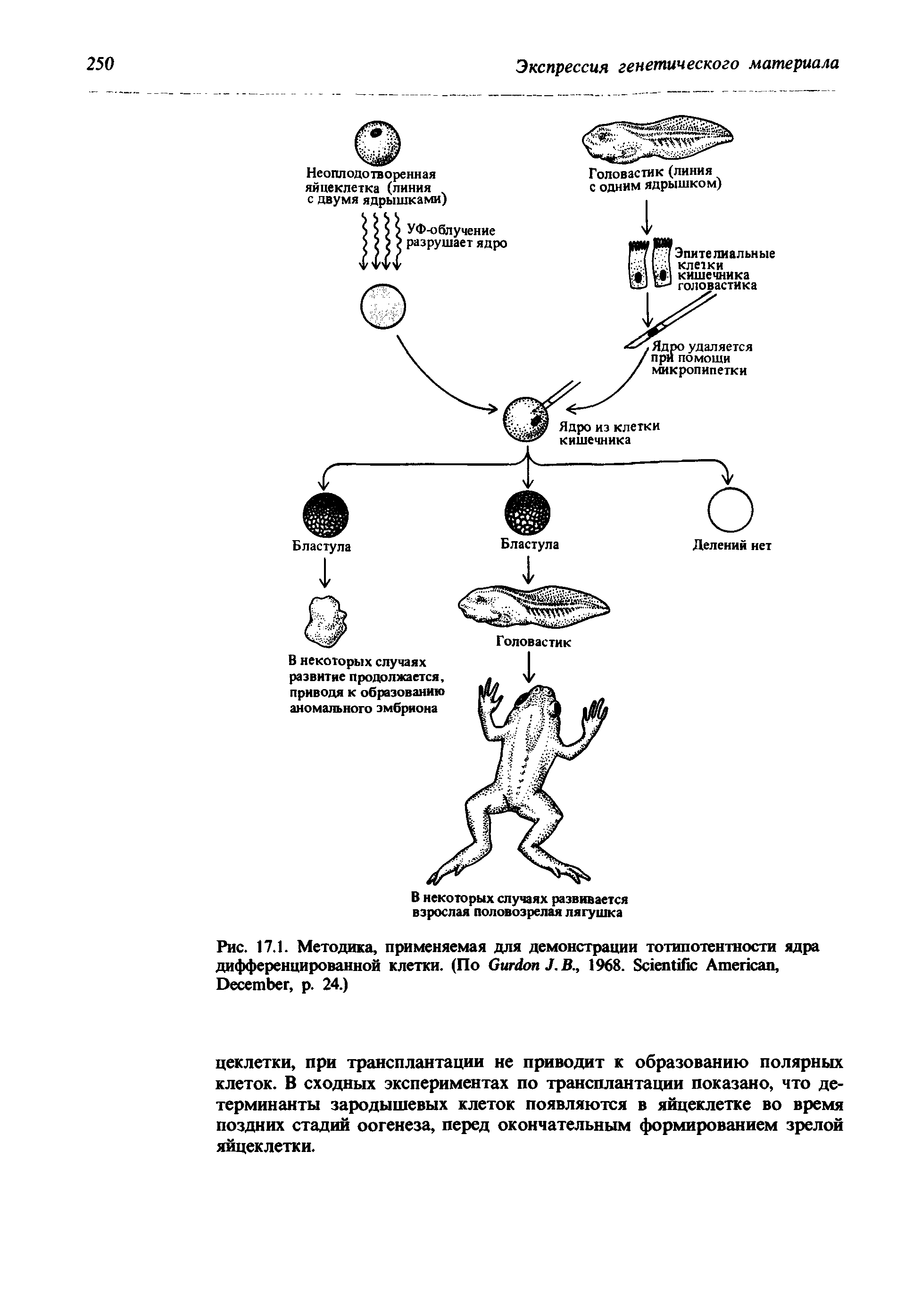 Рис. 17.1. Методика, применяемая для демонстрации тотипотентности ядра дифференцированной клетки. (По G J. В., 1968. S A , D , р. 24.)...