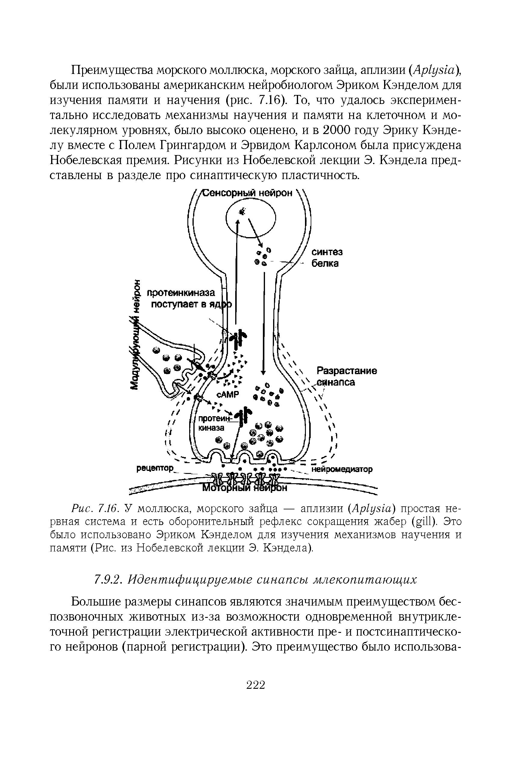 Рис. 7.16. У моллюска, морского зайца — аплизии (A ) простая нервная система и есть оборонительный рефлекс сокращения жабер ( ). Это было использовано Эриком Кэнделом для изучения механизмов научения и памяти (Рис. из Нобелевской лекции Э. Кэндела).