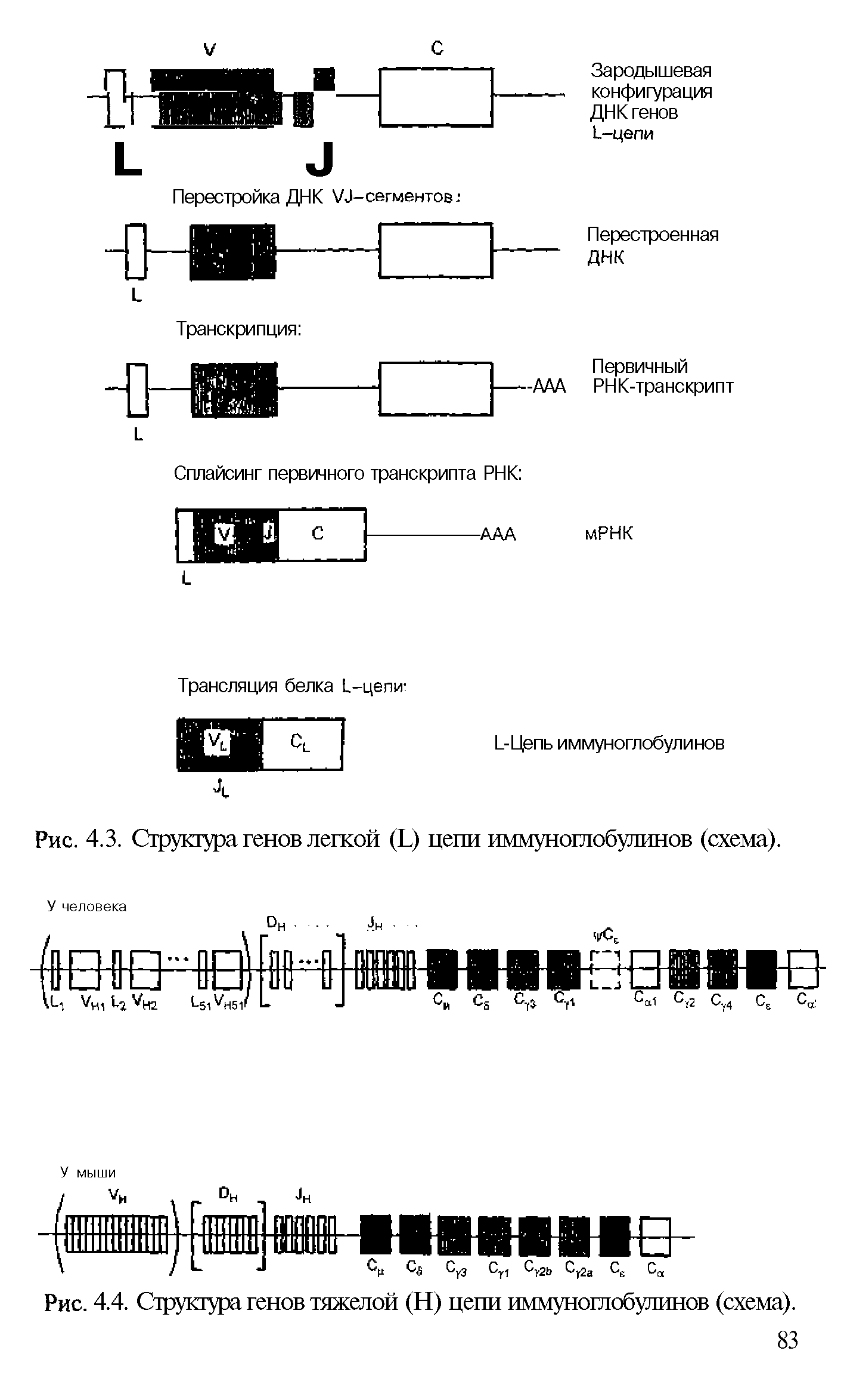 Рис. 4.4. Структура генов тяжелой (Н) цепи иммуноглобулинов (схема).