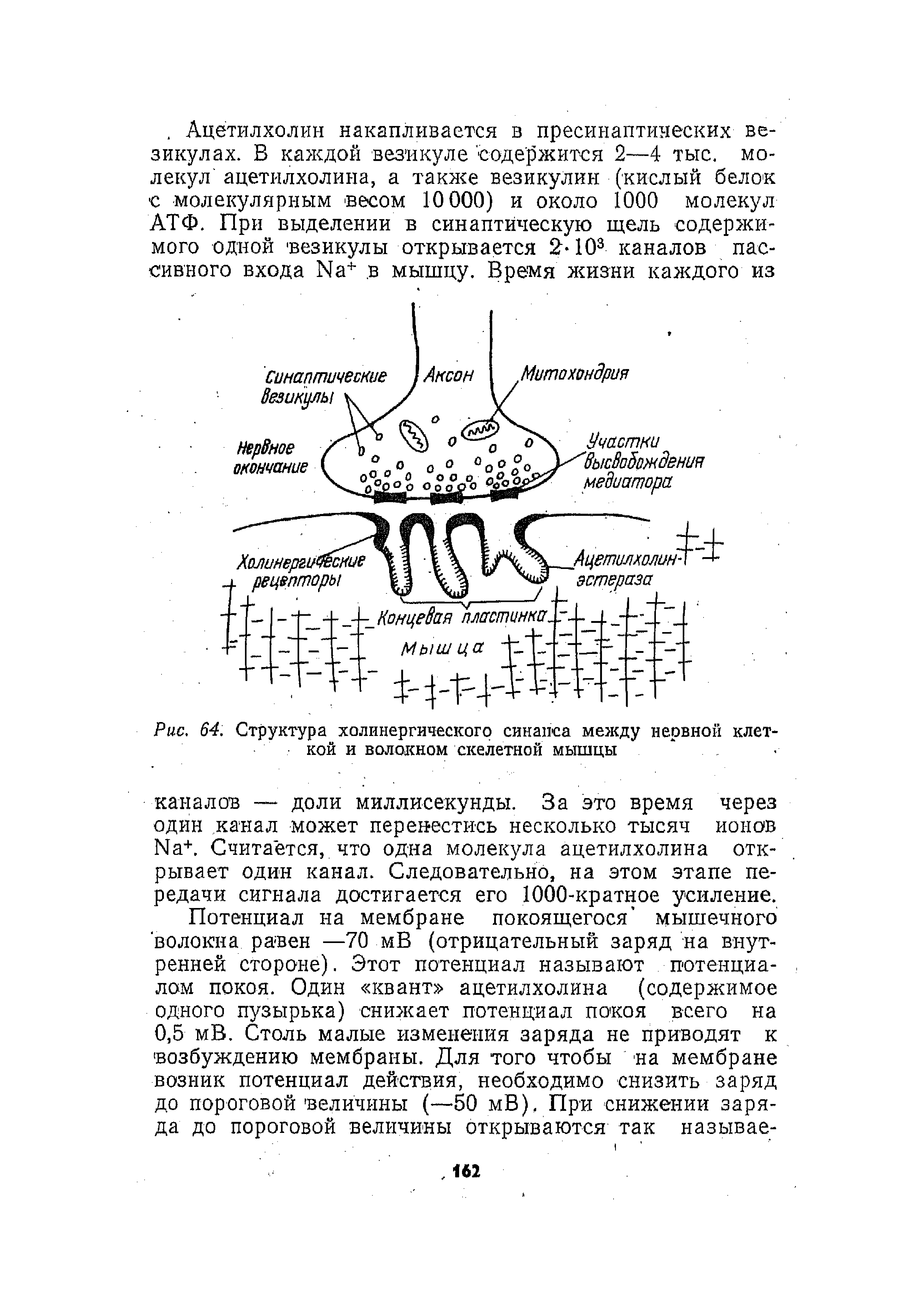 Рис. 64. Структура холинергического синапса между нервной клеткой и волокном скелетной мышцы...