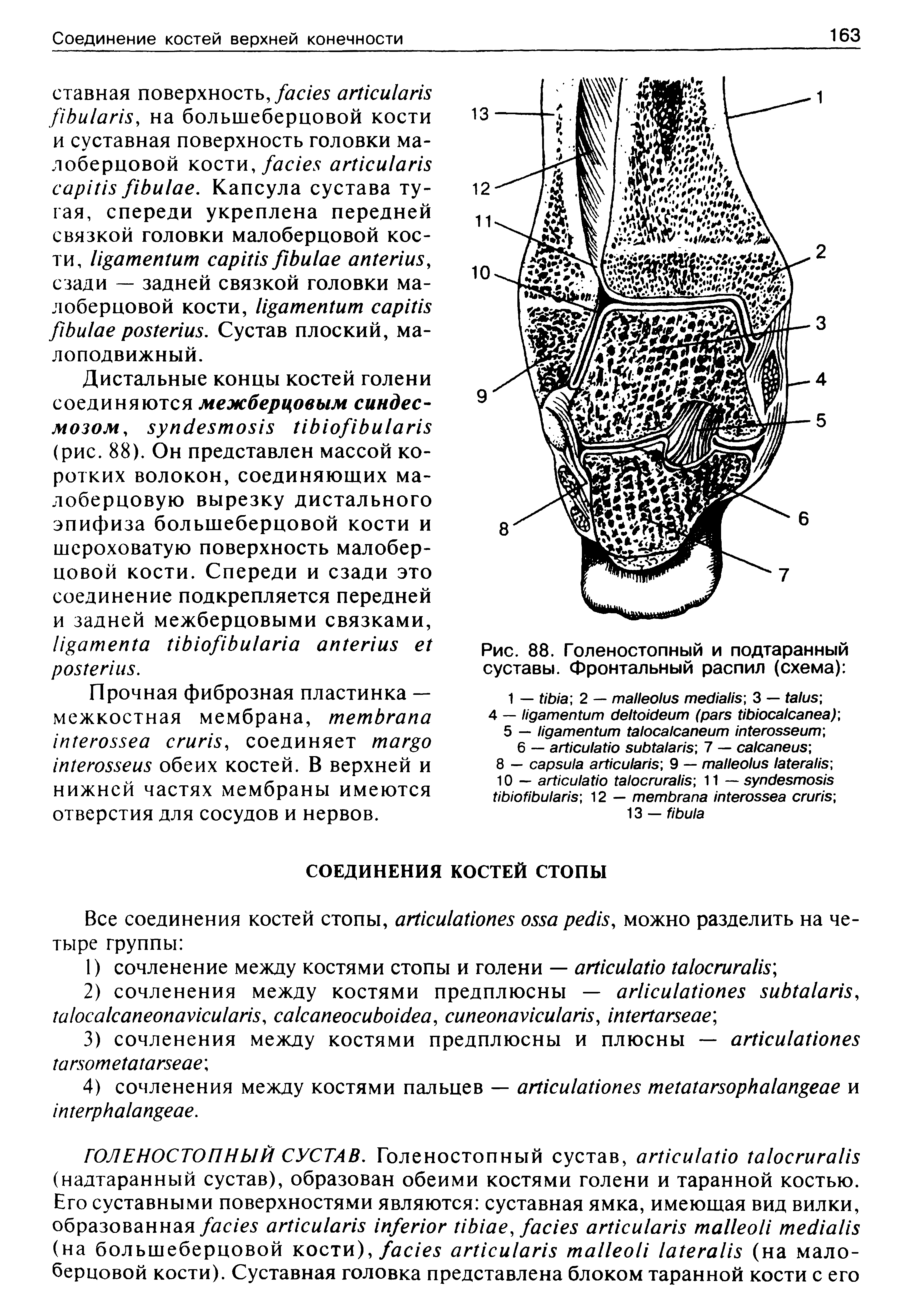 Рис. 88. Голеностопный и подтаранный суставы. Фронтальный распил (схема) ...