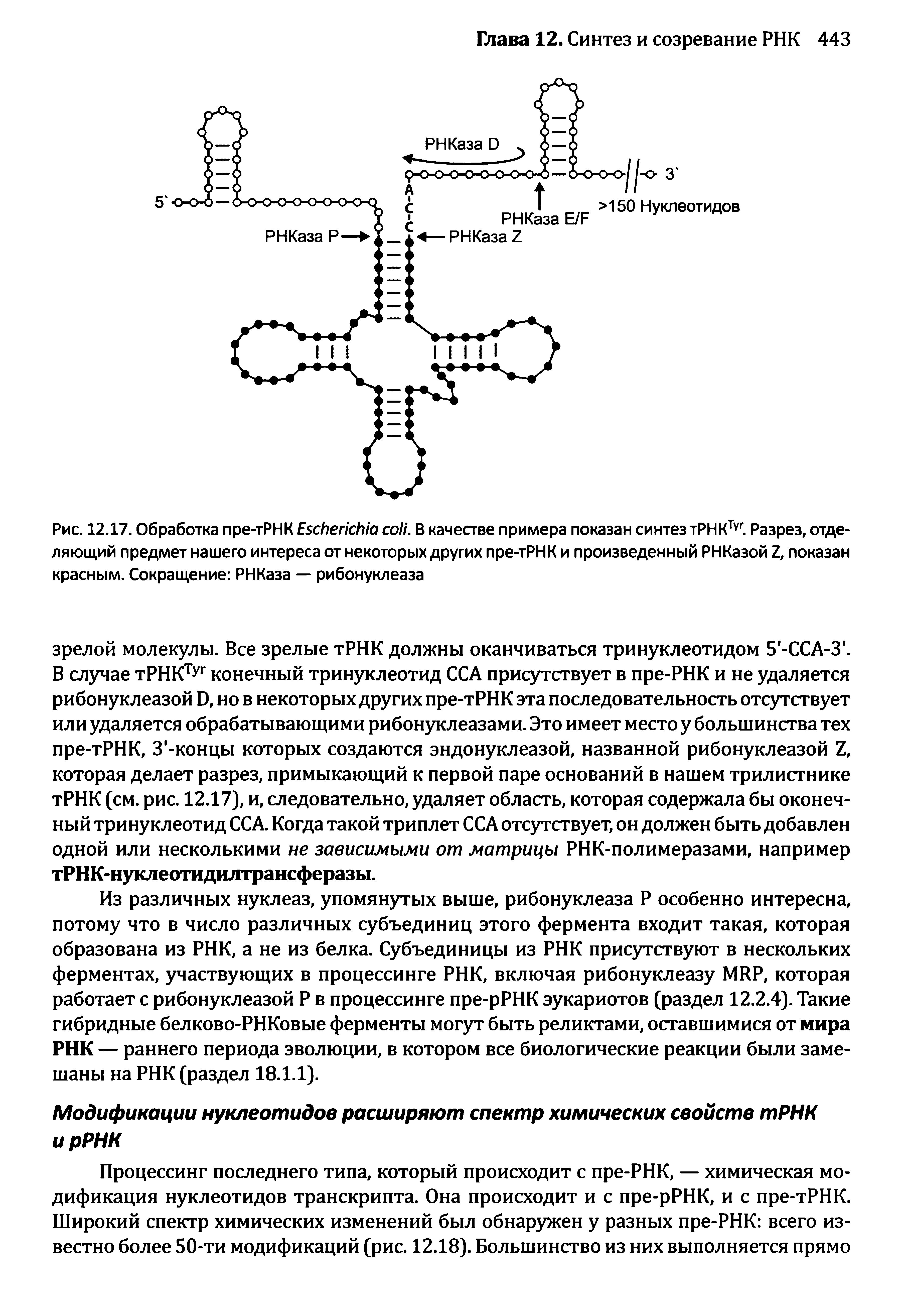 Рис. 12.17. Обработка пре-тРНК E . В качестве примера показан синтез тРНКТуг. Разрез, отделяющий предмет нашего интереса от некоторых других пре-тРНК и произведенный РНКазой Z, показан красным. Сокращение РНКаза — рибонуклеаза...