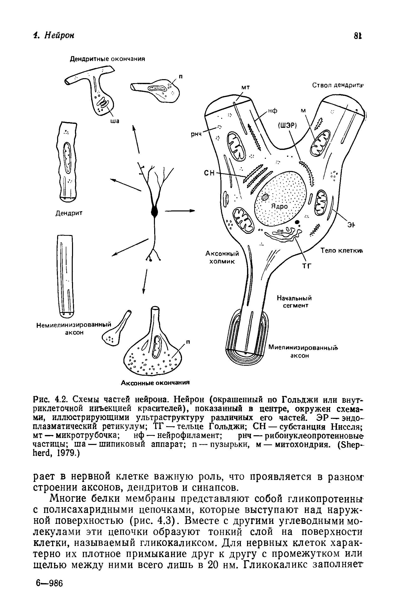 Рис. 4.2. Схемы частей нейрона. Нейрон (окрашенный по Гольджи или внутриклеточной инъекцией красителей), показанный в центре, окружен схемами, иллюстрирующими ультраструктуру различных его частей. ЭР — эндоплазматический ретикулум ТГ — тельце Гольджи СН — субстанция Ниссля мт — микротрубочка нф — нейрофиламент рнч — рибонуклеопротеиновые частицы ша — шипиковый аппарат п — пузырьки, м — митохондрия. (S , 1979.)...