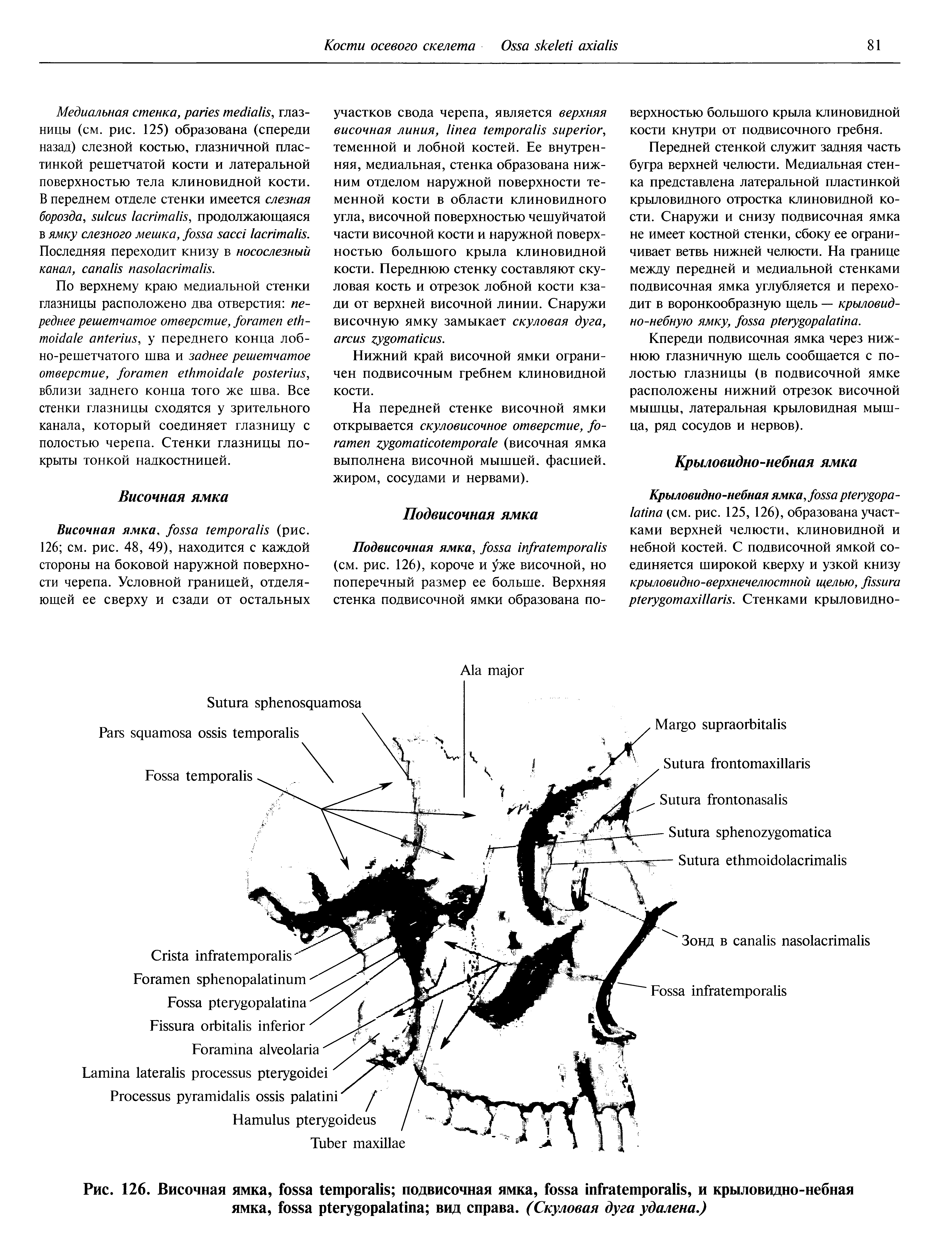 Рис. 126. Височная ямка, подвисочная ямка, , и крыловидно-небная ямка, вид справа. (Скуловая дуга удалена.)...