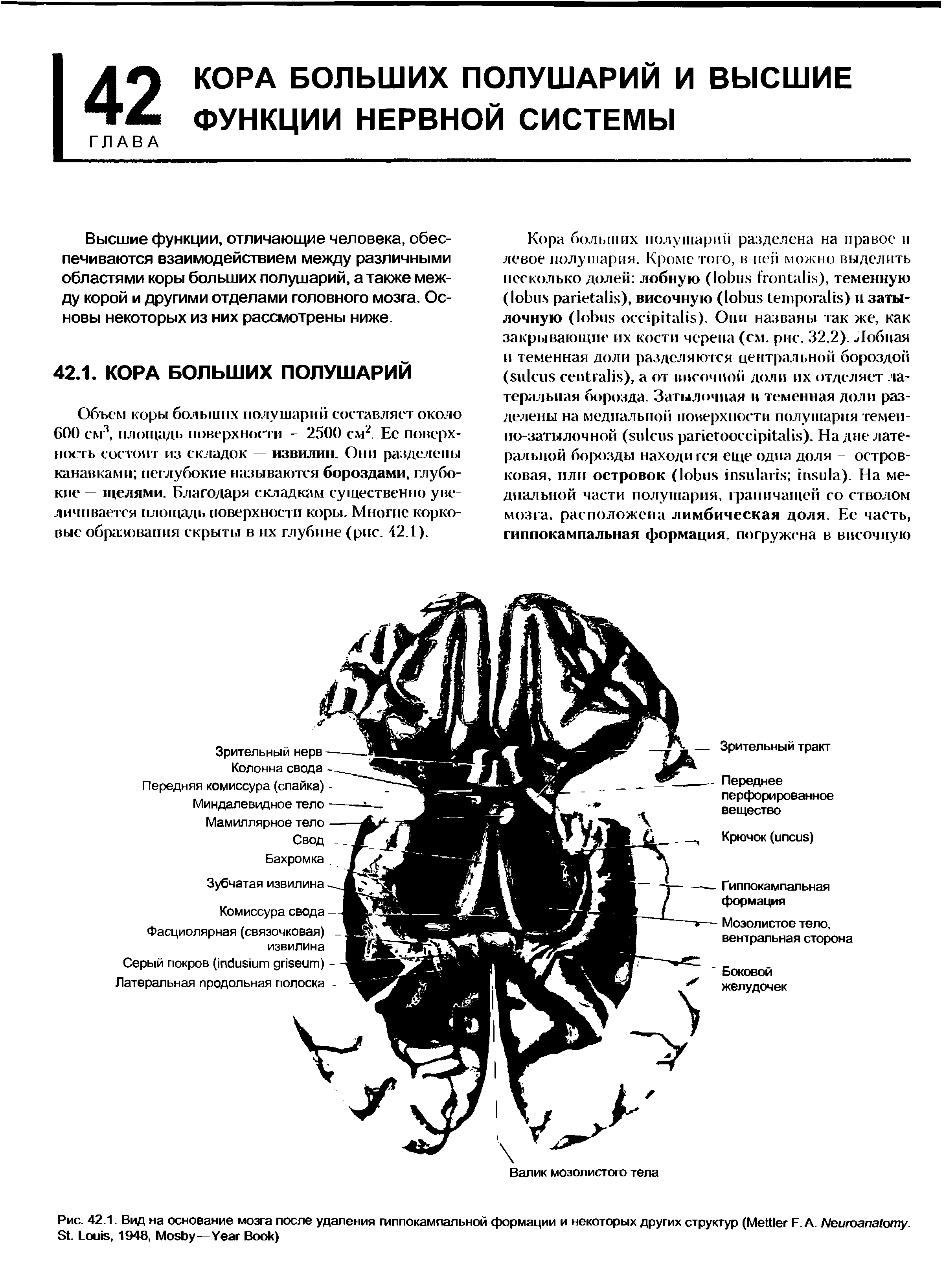 Рис. 42.1. Вид на основание мозга после удаления гиппокампальной формации и некоторых других структур (M F.A. N . S . L , 1948, M —Y B )...
