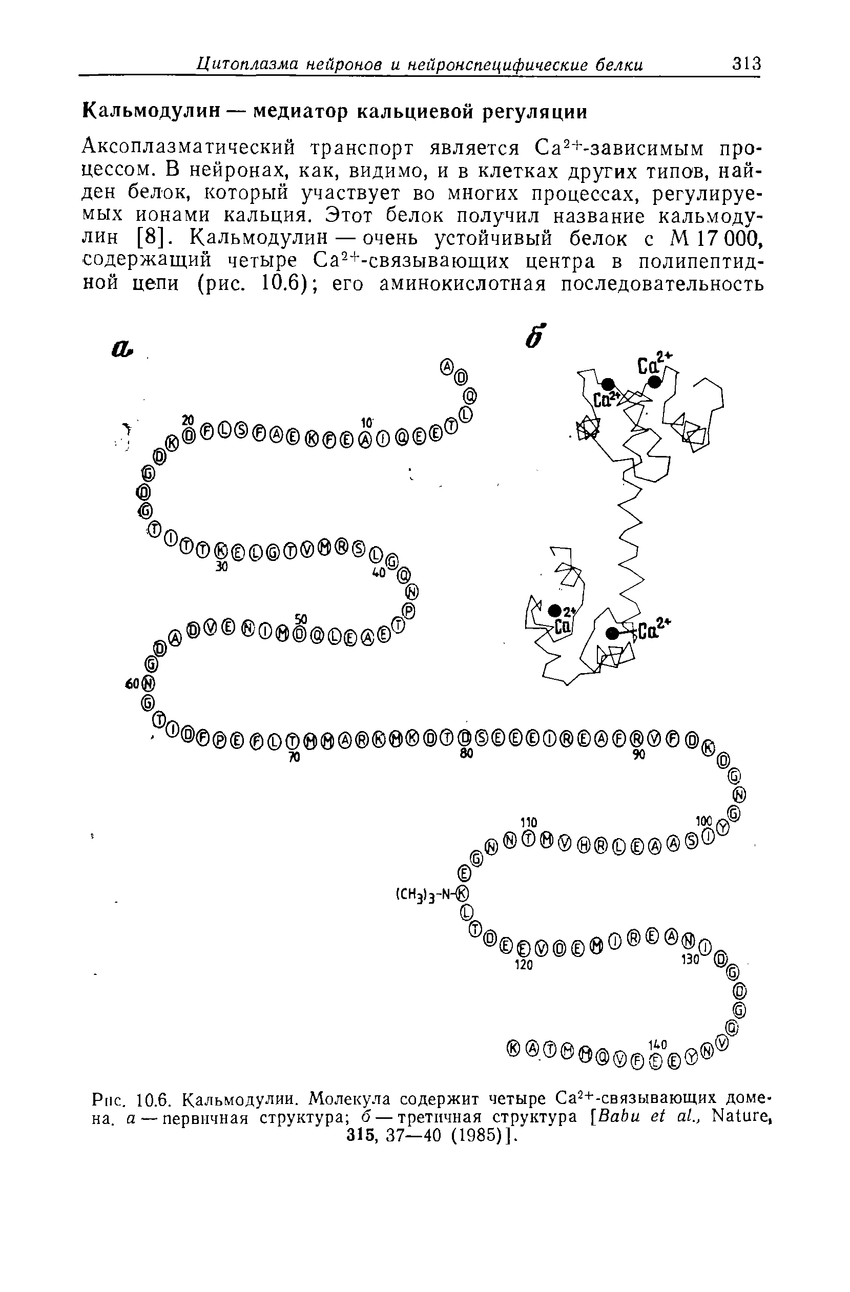 Рис. 10.6. Кальмодулин. Молекула содержит четыре Са2+-связывающих домена а — первичная структура б — третичная структура [B ., N , 315,37—40 (1985)].