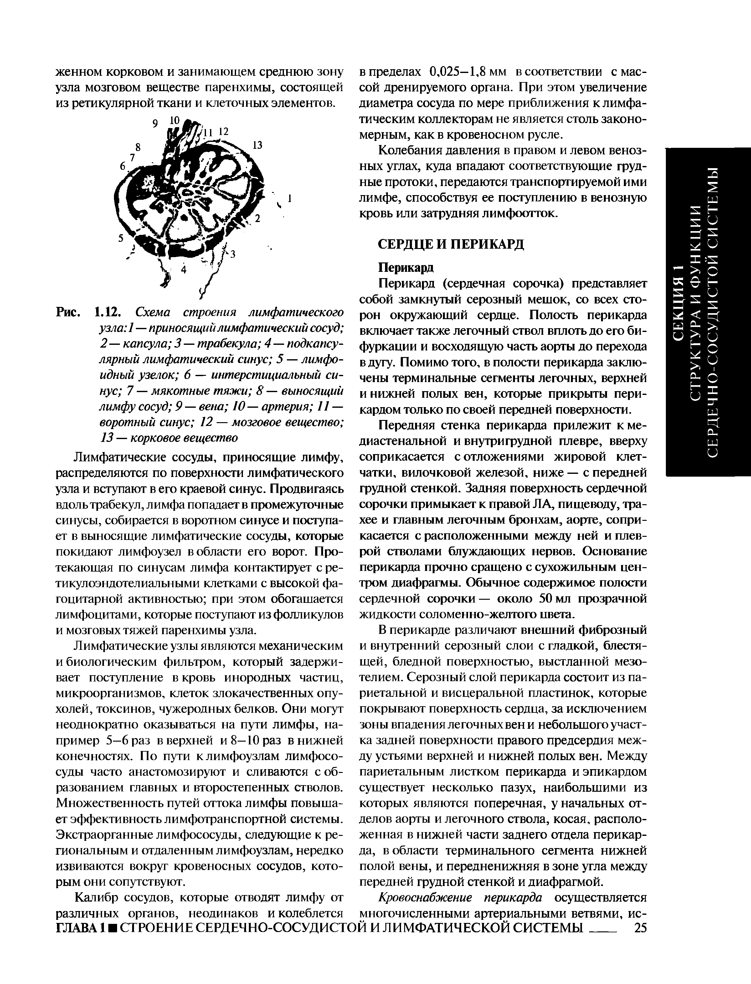 Рис. 1.12. Схема строения лимфатического узла 1 — приносящий лимфатический сосуд 2 — капсула 3 — трабекула 4—подкапсулярный лимфатический синус 5 — лимфоидный узелок 6 — интерстициальный синус 7 — мякотные тяжи 8 — выносящий лимфу сосуд 9 — вена 10— артерия 11 — воротный синус 12 — мозговое вещество 13 — корковое вещество...