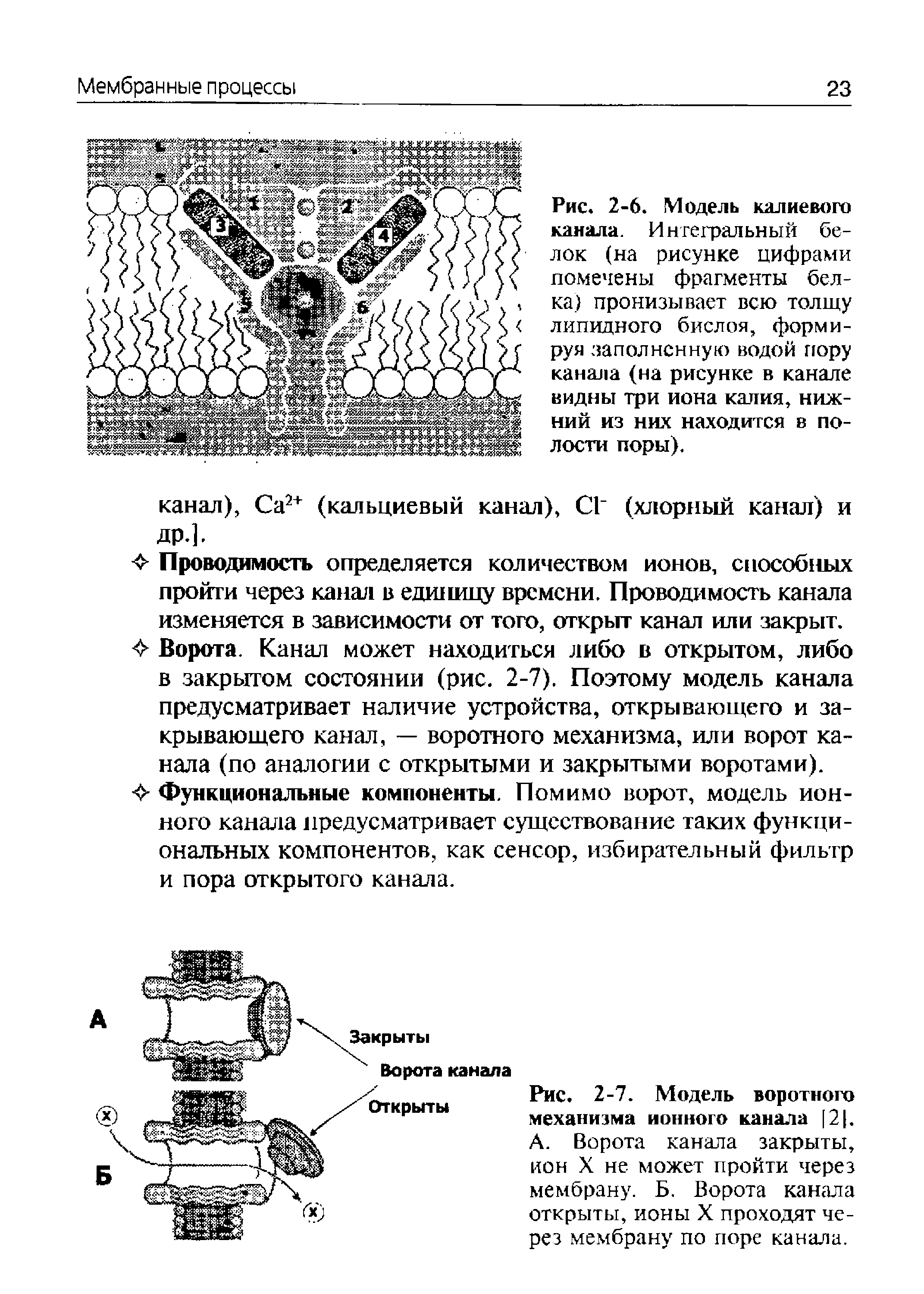 Рис. 2-7. Модель воротного механизма ионного канала 2. А. Ворота канала закрыты, ион X не может пройти через мембрану. Б. Ворота канала открыты, ионы X проходят через мембрану по поре канала.