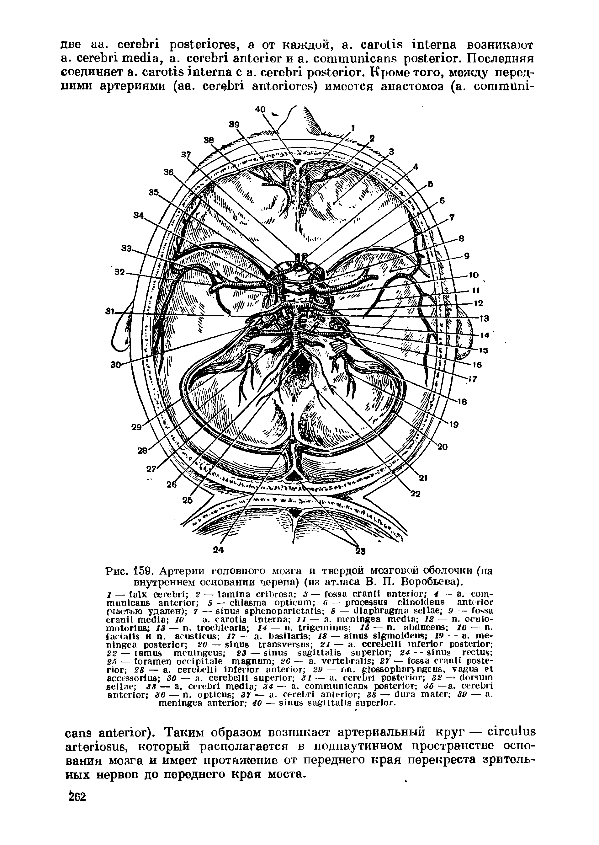 Рис. 159. Артерии головного мозга и твердой мозговой оболочки (па внутреннем основании черепа) (из атласа В. П. Воробьева).