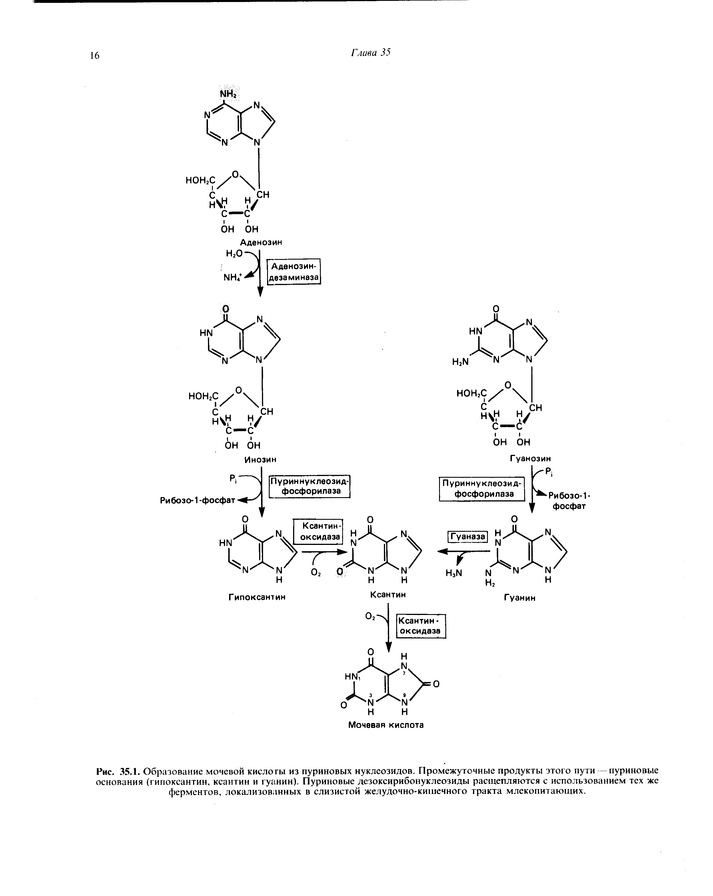 Рис. 35.1. Образование мочевой кислоты из пуриновых нуклеозидов. Промежуточные продукты этого пути — пуриновые основания (гипоксантин, ксантин и гуанин). Пуриновые дезоксирибонуклеозиды расщепляются с использованием тех же ферментов, локализованных в слизистой желудочно-кишечного тракта млекопитающих.