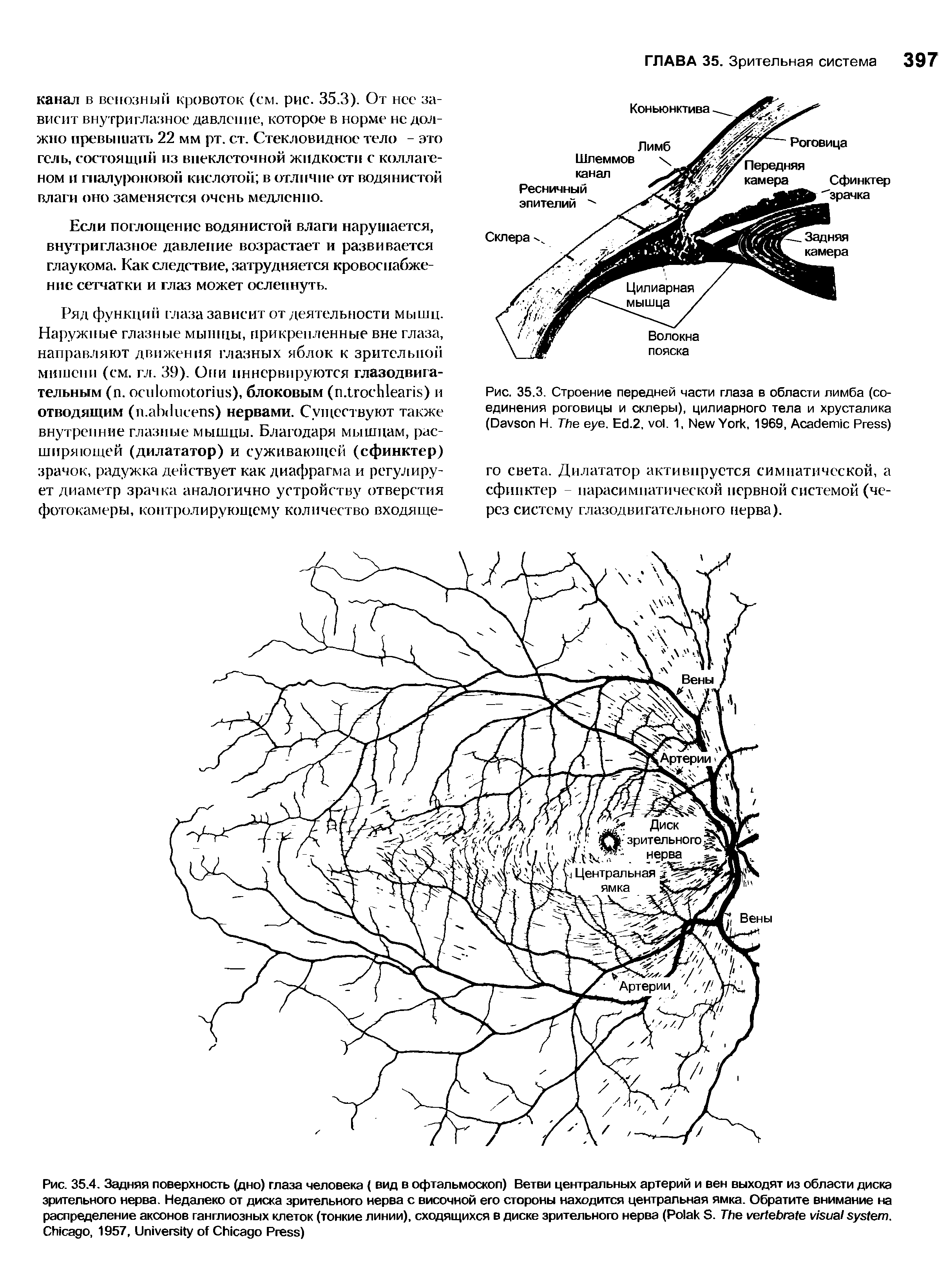 Рис. 35.3. Строение передней части глаза в области лимба (соединения роговицы и склеры), цилиарного тела и хрусталика (D Н. T . E .2, . 1, N Y , 1969, A P )...