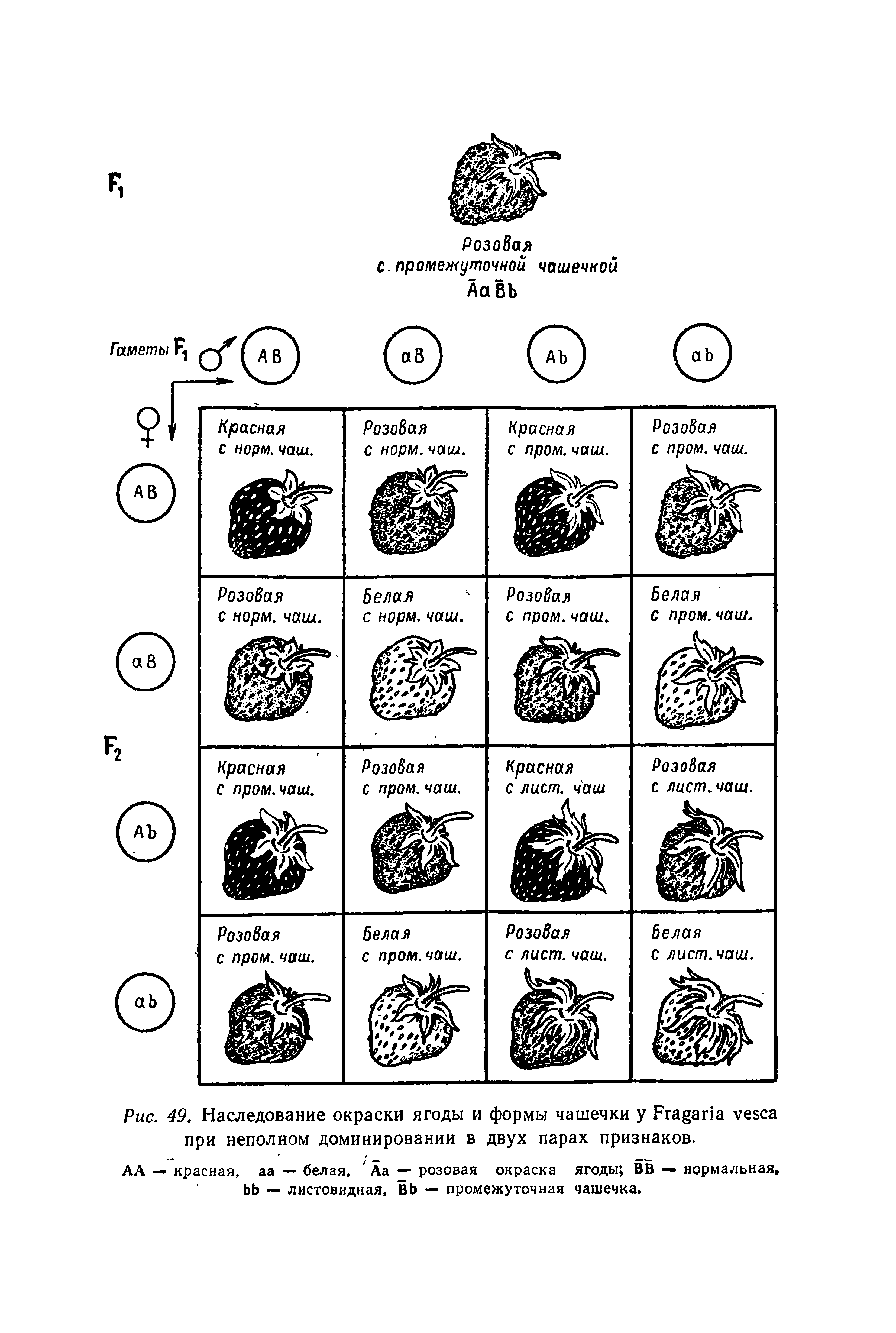 Рис. 49. Наследование окраски ягоды и формы чашечки у F при неполном доминировании в двух парах признаков.