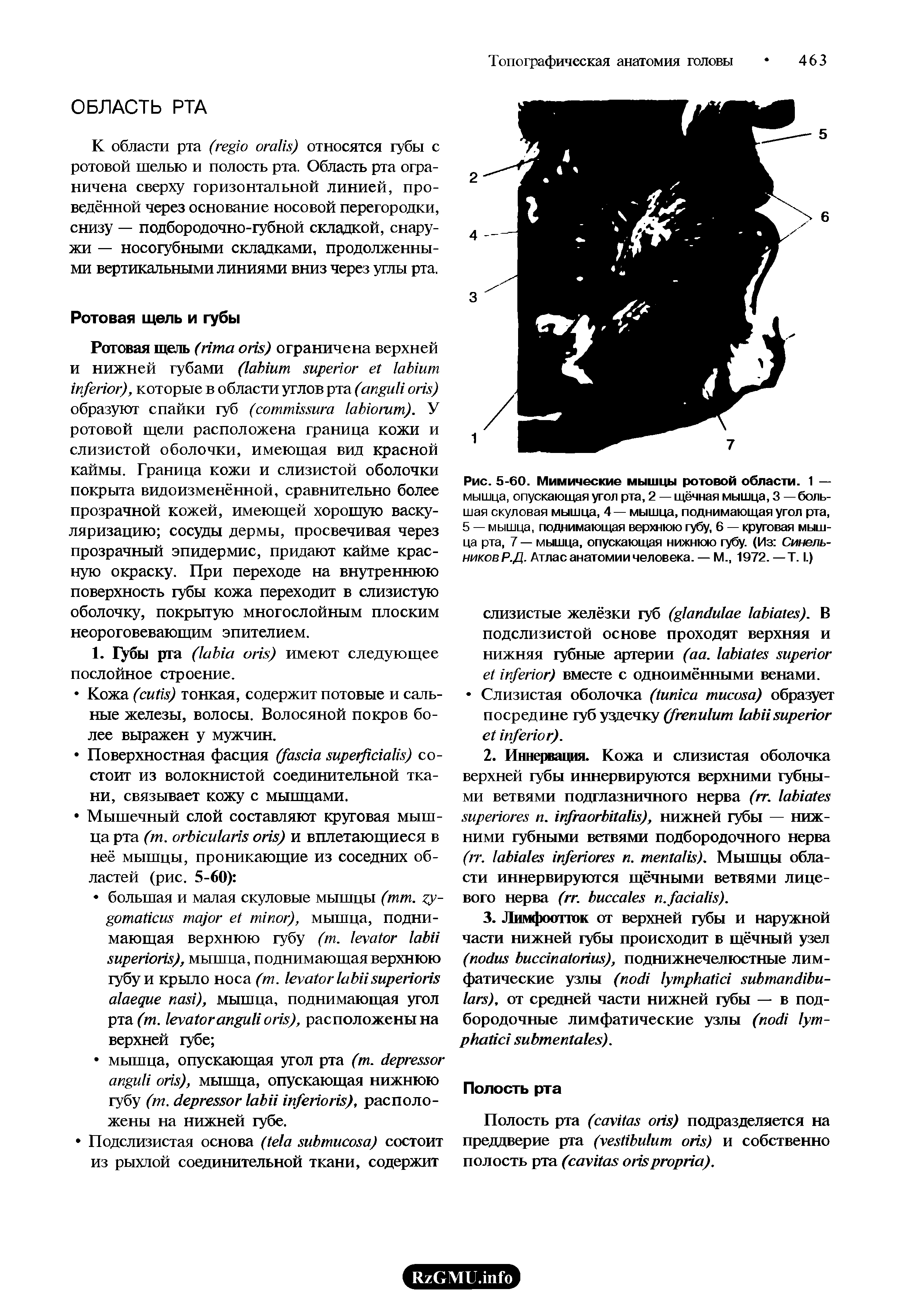 Рис. 5-60. Мимические мышцы ротовой области. 1 — мышца, опускающая угол рта, 2 — щёчная мышца, 3 — большая скуловая мышца, 4— мышца, поднимающая угол рта, 5 — мышца, поднимающая верхнюю губу, 6 — круговая мышца рта, 7 — мышца, опускающая нижнюю губу. (Из Синель-никовР.Д. Атлас анатомии человека. — М., 1972. —Т. I.)...