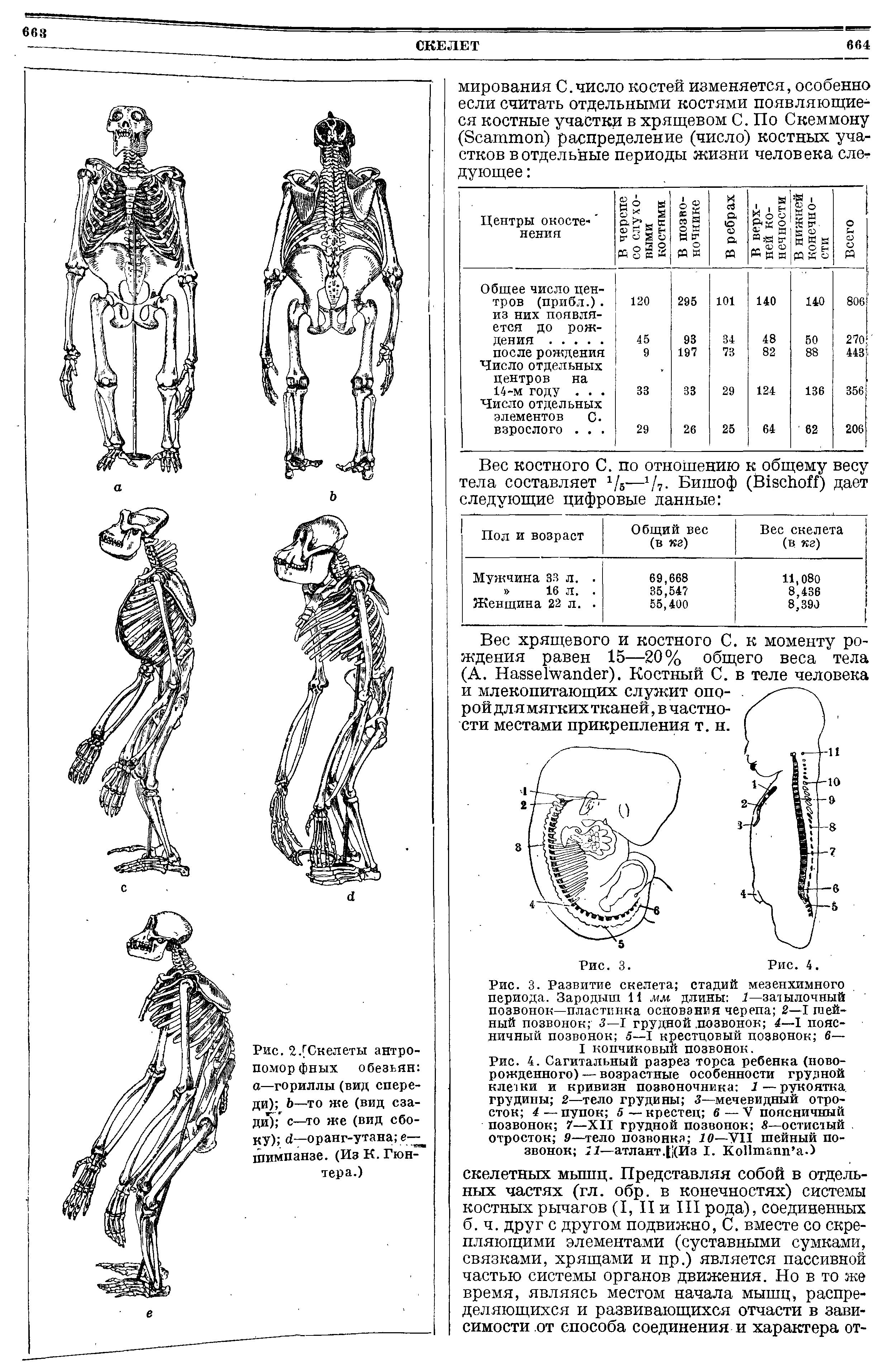 Рис. 2.[Скелеты антропоморфных обезьян а—гориллы (вид спереди) Ь—то же (вид сзади) с—то же (вид сбоку) Л—оранг-утана е— шимпанзе. (Из К. Гюнтера.)...