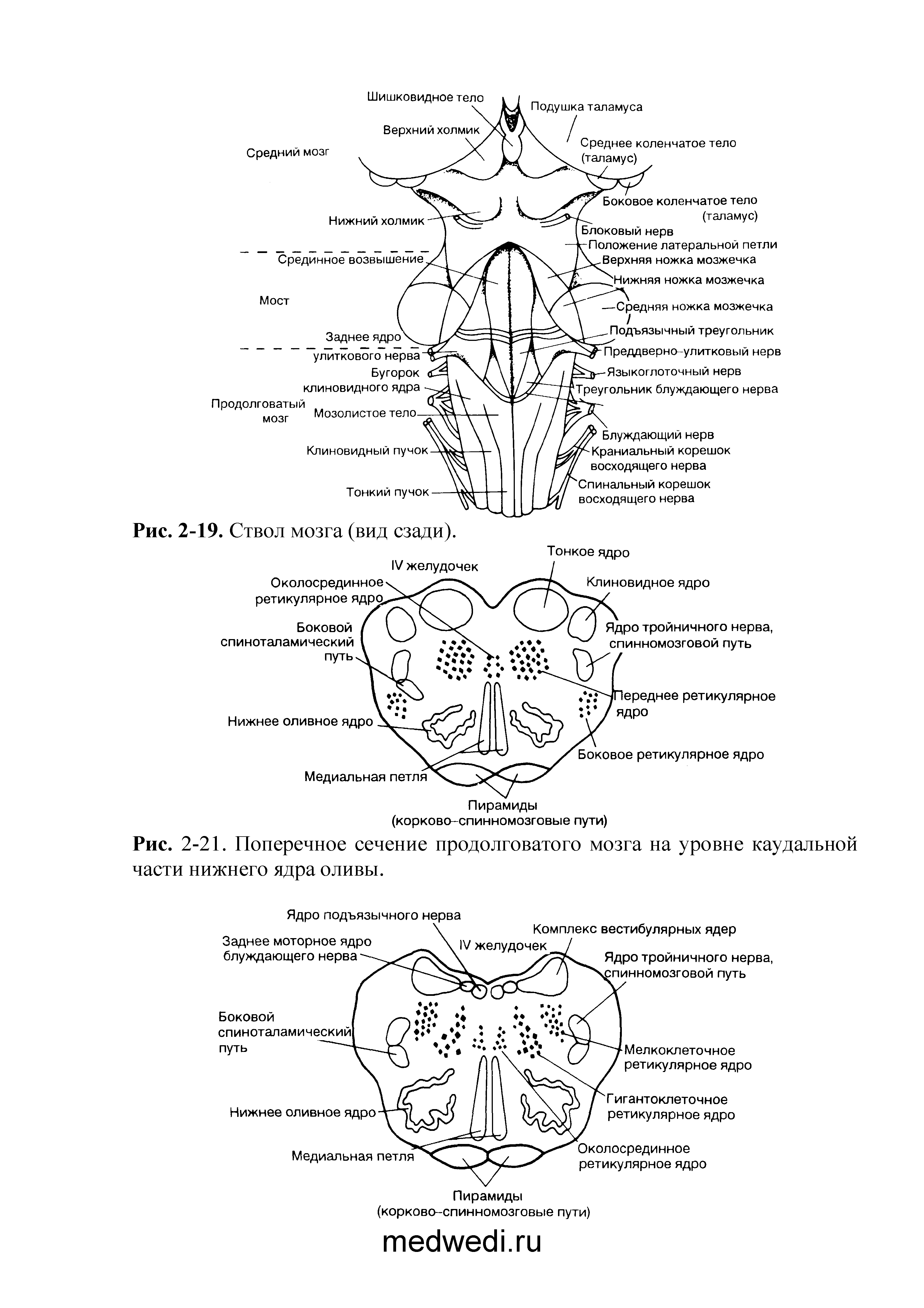 Рис. 2-21. Поперечное сечение продолговатого мозга на уровне каудальной...