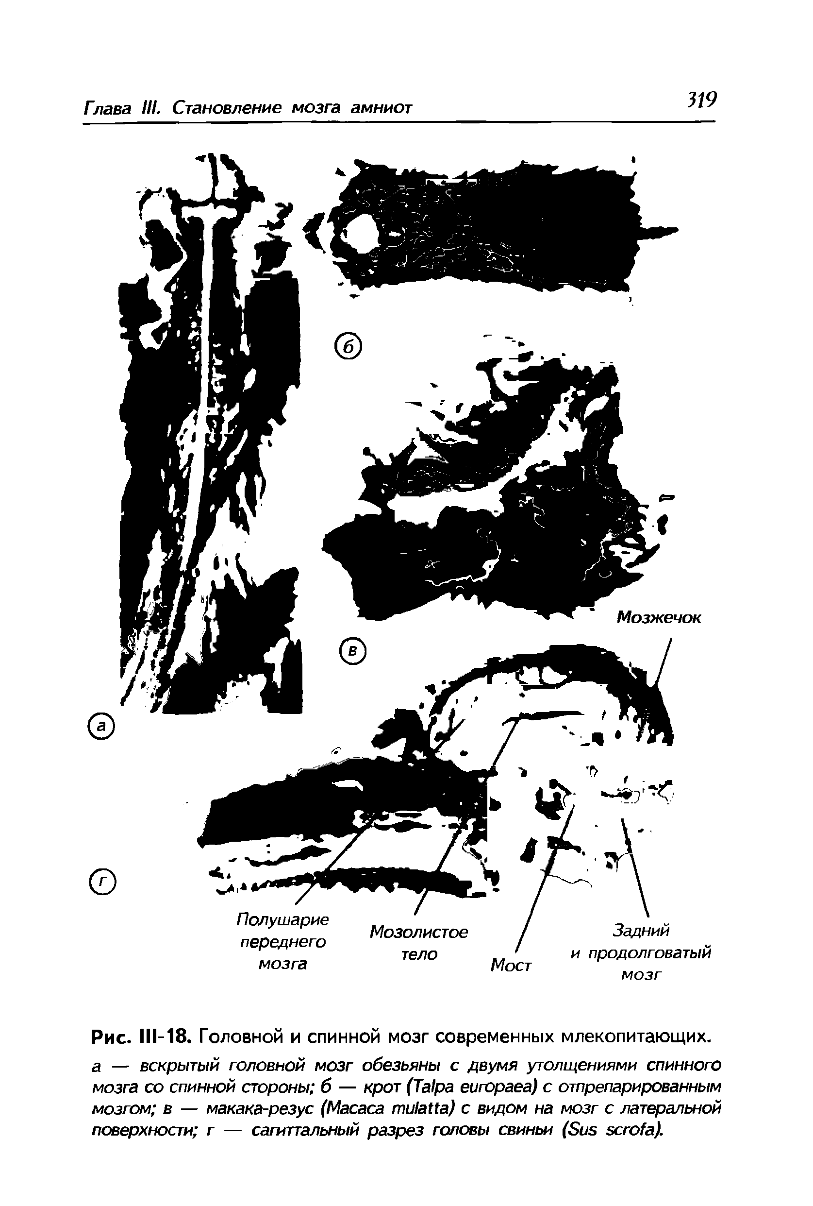 Рис. 111-18. Головной и спинной мозг современных млекопитающих. а — вскрытый головной мозг обезьяны с двумя утолщениями спинного мозга со спинной стороны б — крот (T еигораеа) с отпрепарированным мозгом в — макака-резус (M ) с видом на мозг с латеральной поверхности г — сагиттальный разрез головы свиньи (S ).