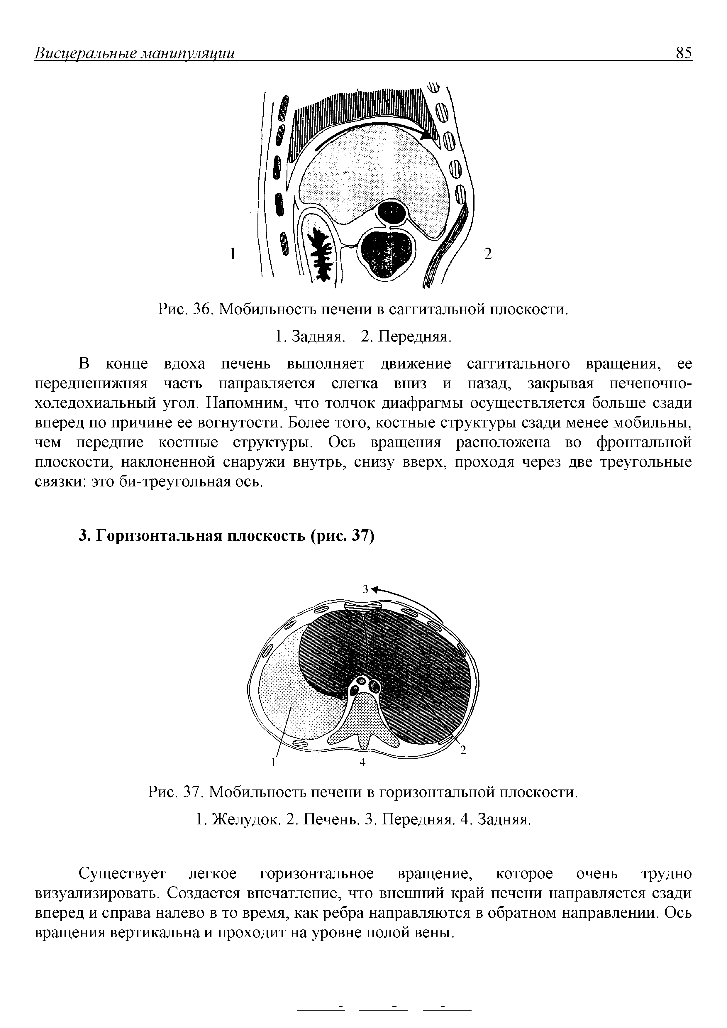 Рис. 37. Мобильность печени в горизонтальной плоскости. 1. Желудок. 2. Печень. 3. Передняя. 4. Задняя.