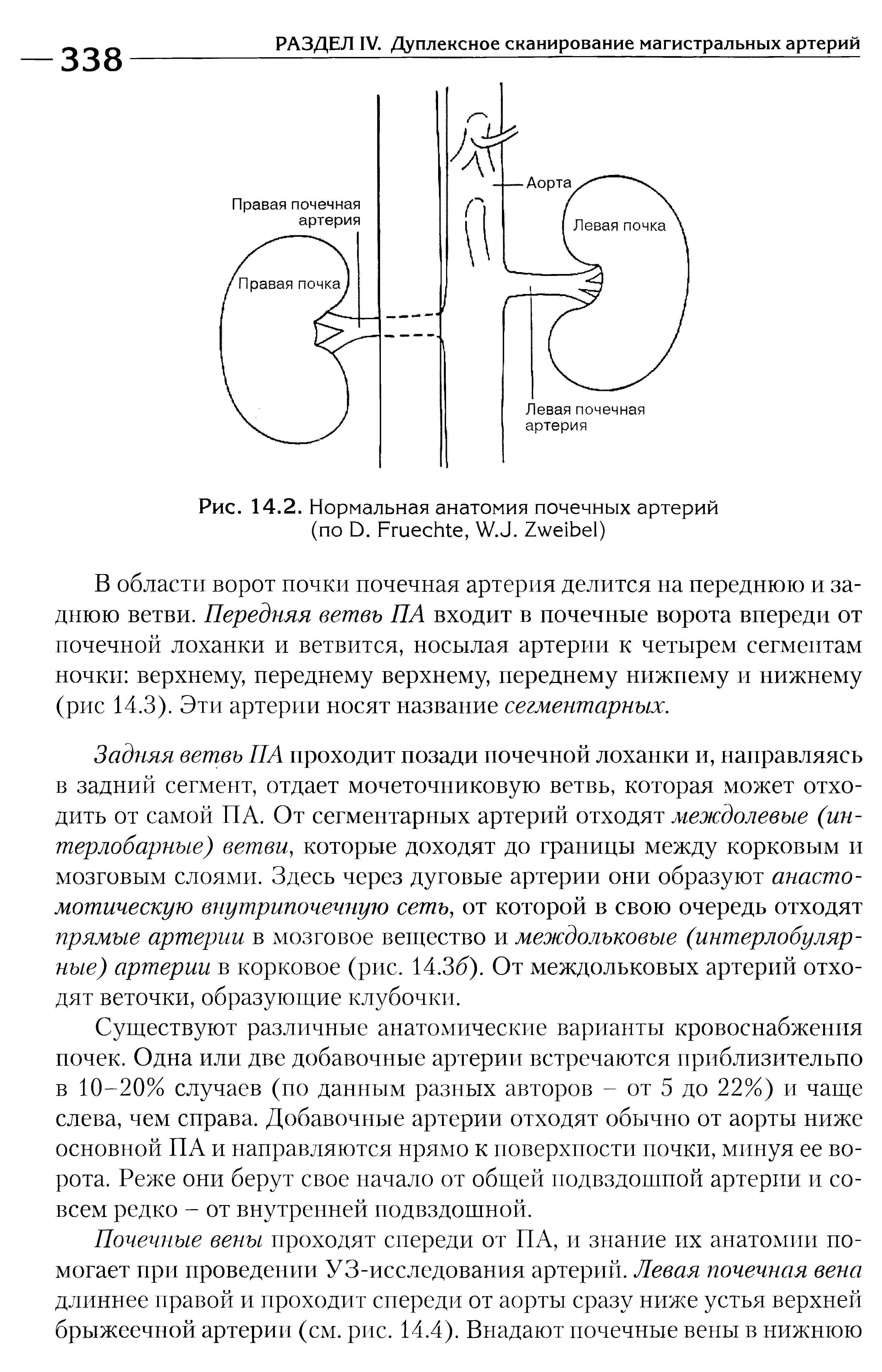 Рис. 14.2. Нормальная анатомия почечных артерий (по Э. Бгиес е, ЛЛ3. 2 ме1Ье1)...