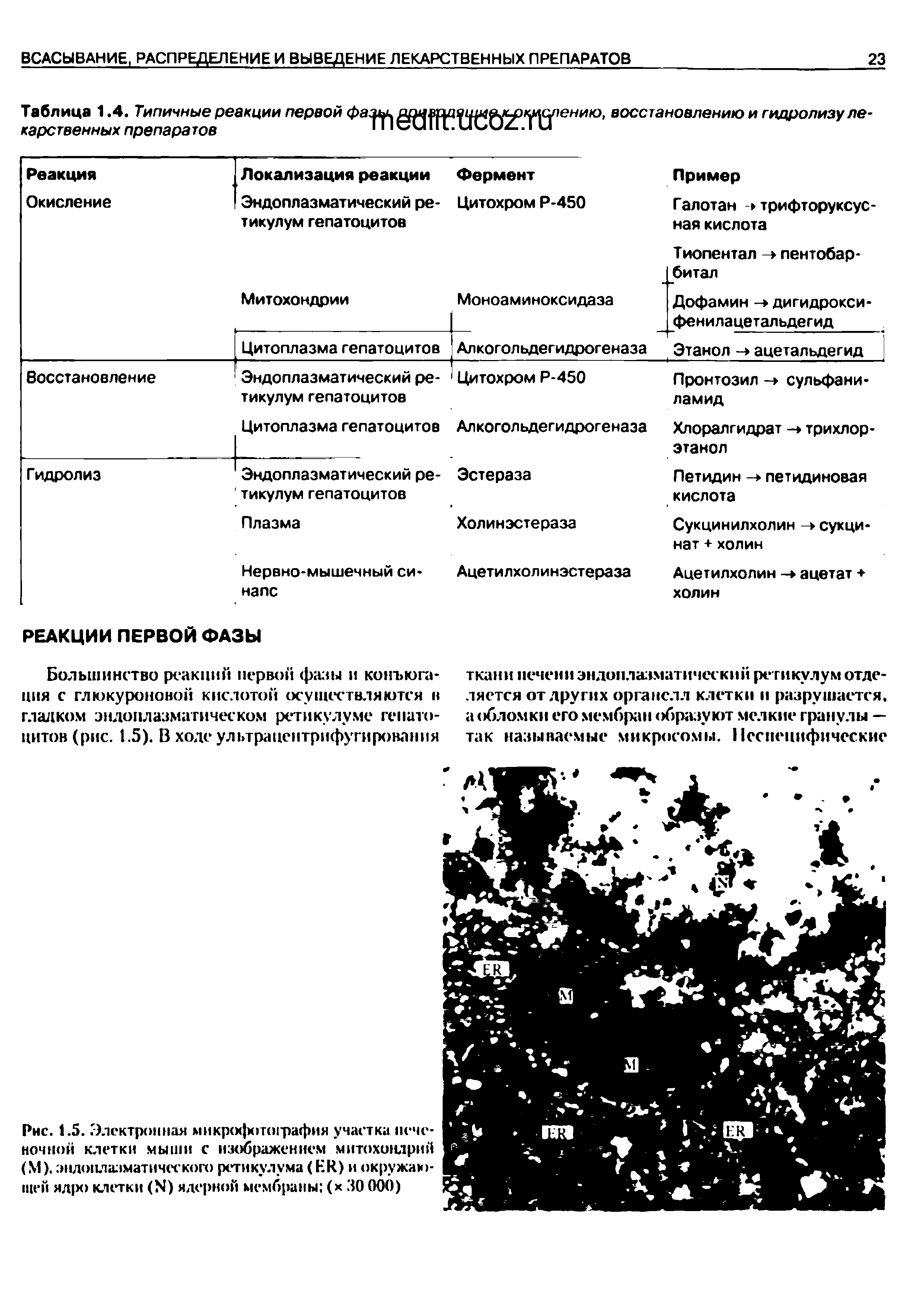 Рис. 1.5. Электронная микрофгпнрафия участка печеночной клетки мыши с изображением митохондрий (М), эндоплазматического ретикулума (ЕЙ) и окружающей ядро клетки (М) ядерной мембраны (х 30 000)...