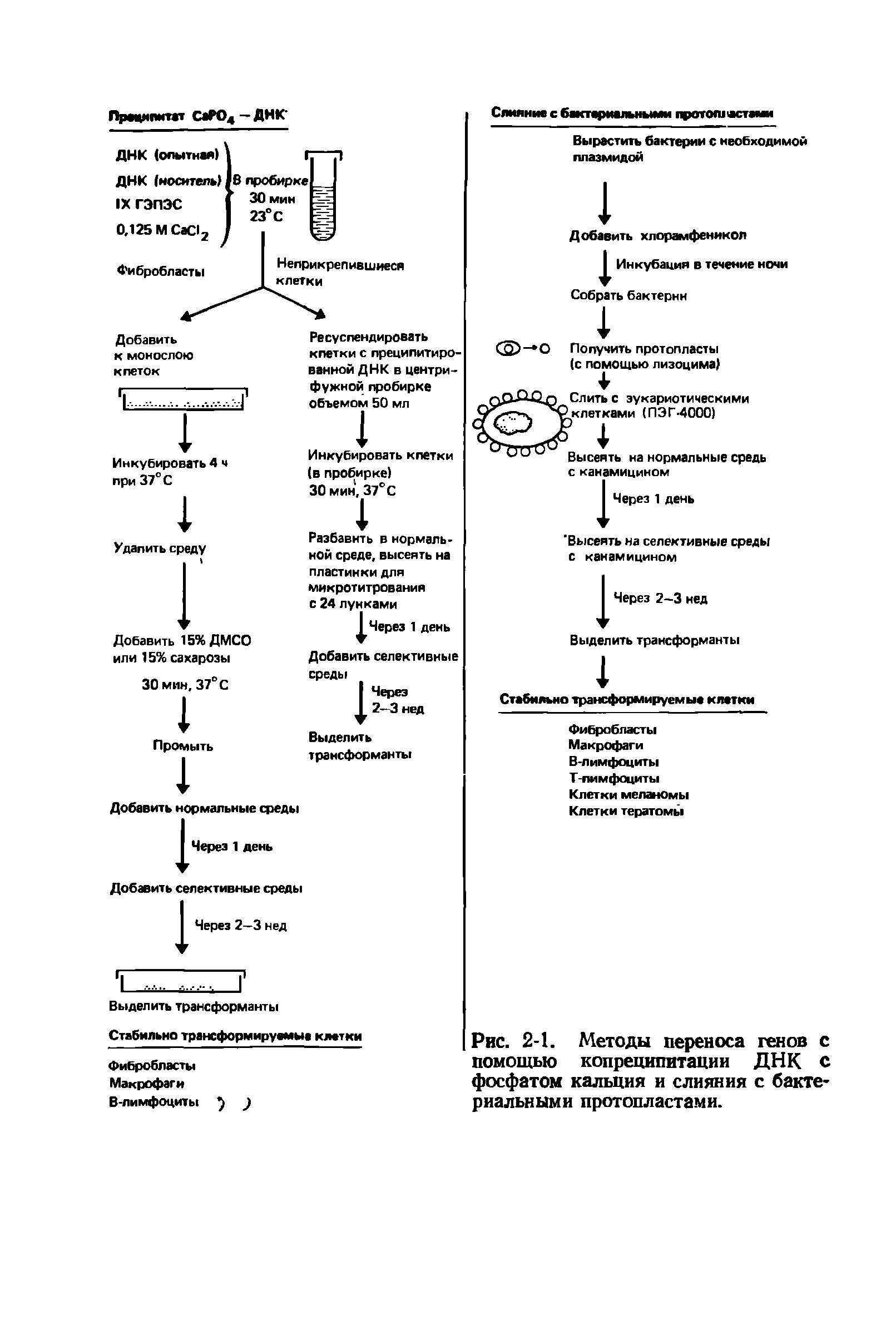 Рис. 2-1. Методы переноса генов с помощью копреципитации ДНК с фосфатом кальция и слияния с бактериальными протопластами.