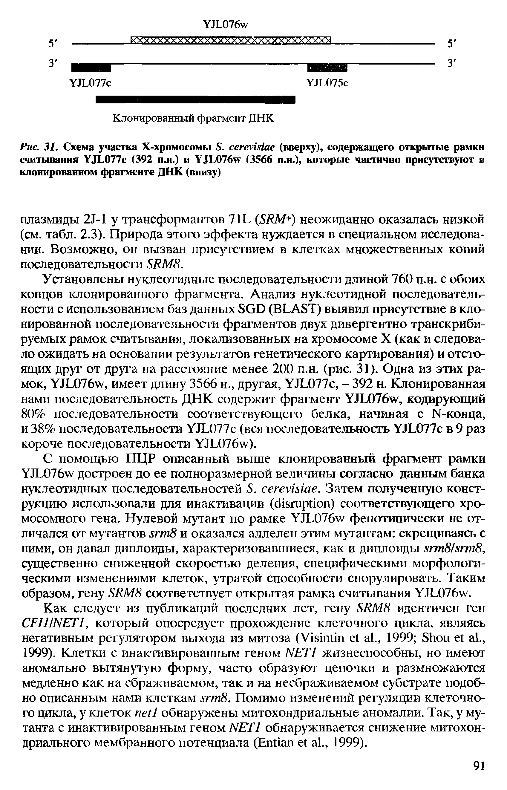 Рис. 31. Схема участка Х-хромосомы. сегегшае (вверху), содержащего открытые рамки считывания УЛЕ077с (392 п.н.) и УЛ.076я (3566 п.н.), которые частично присутствуют в клонированном фрагменте ДНК (внизу)...