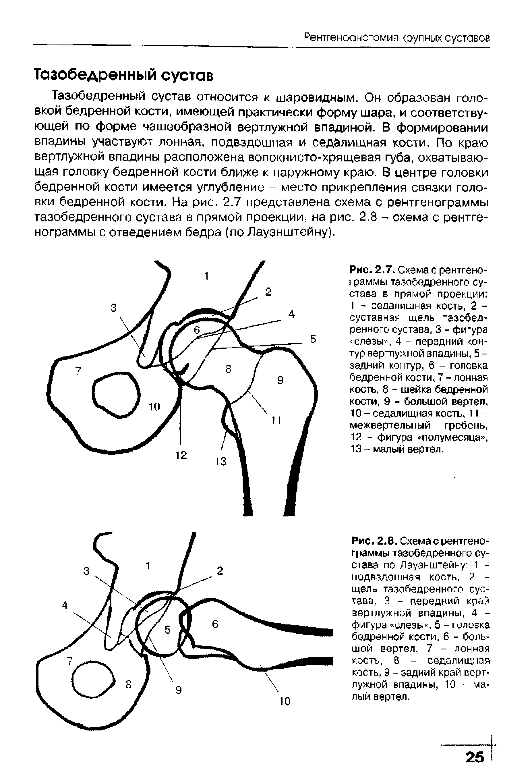 Рис. 2.7. Схема с рентгенограммы тазобедренного сустава в прямой проекции 1 - седалищная кость, 2 -суставная щель тазобедренного сустава, 3 - фигура слезы , 4 - передний контур вертлужной впадины, 5 -задний контур, 6 - головка бедренной кости, 7 - лонная кость, 8 - шейка бедренной кости, 9 - большой вертел, 10 - седалищная кость, 11 -межвертельный гребень,...
