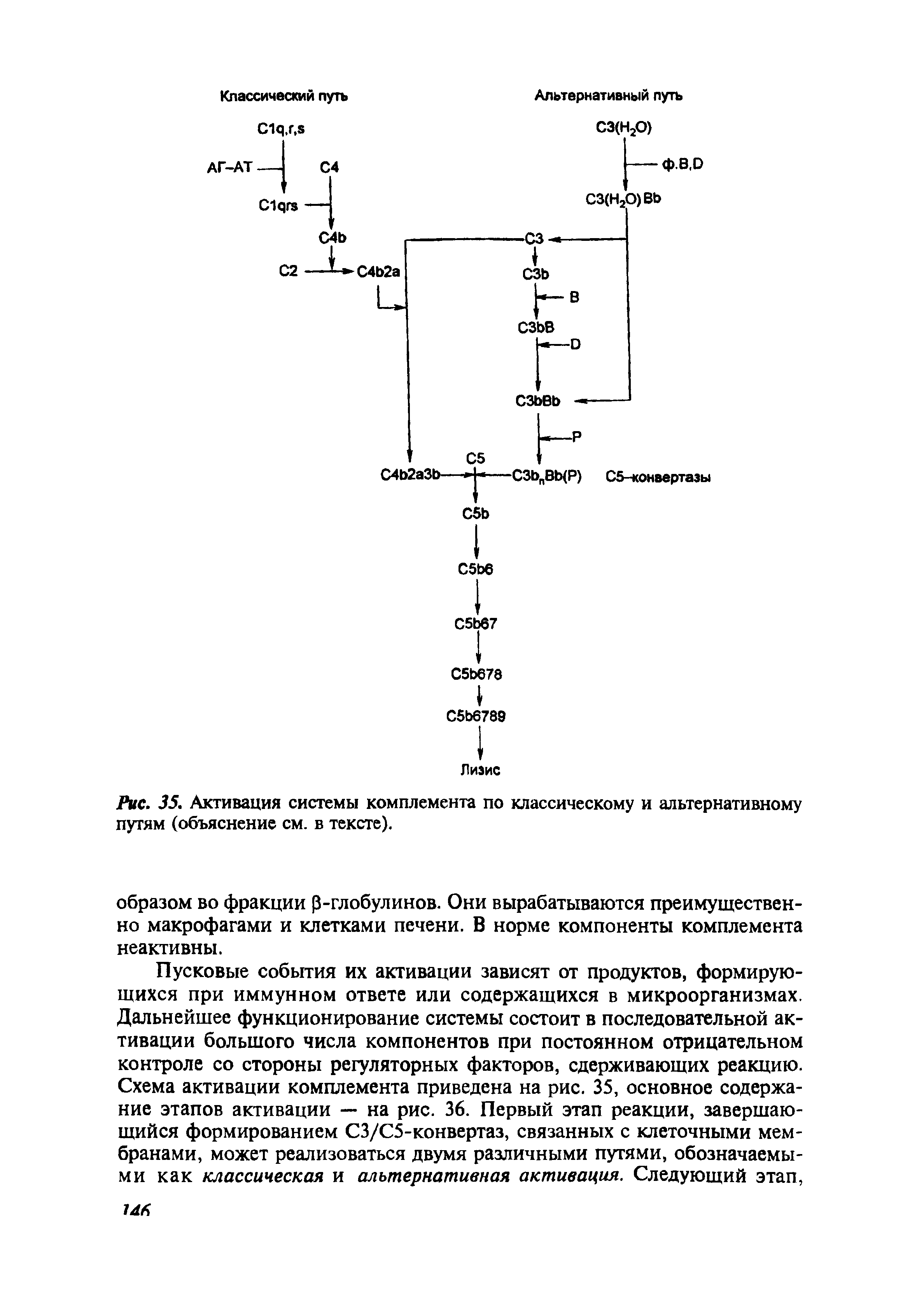 Рис. 35. Активация системы комплемента по классическому и альтернативному путям (объяснение см. в тексте).
