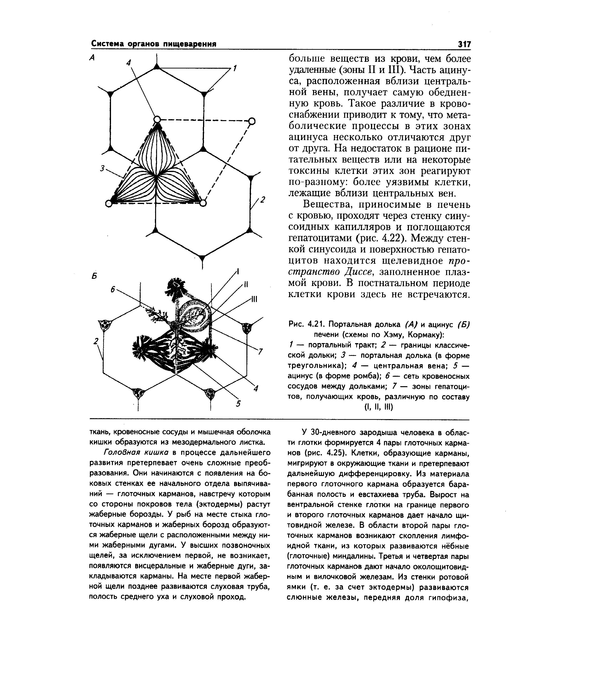 Рис. 4.21. Портальная долька (А и ацинус (Б) печени (схемы по Хэму, Кормаку) ...