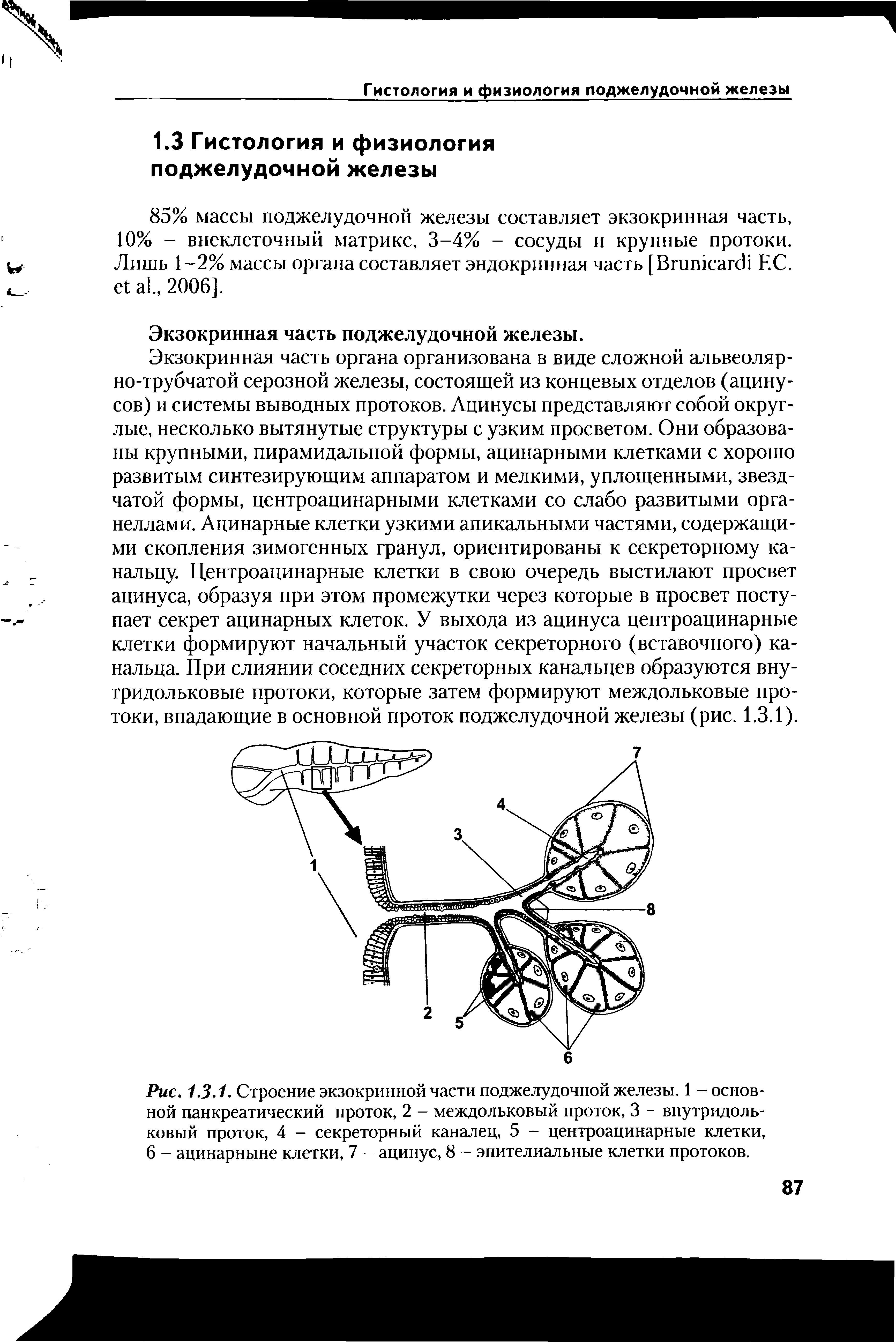 Рис. 1.3.1. Строение экзокринной части поджелудочной железы. 1 - основной панкреатический проток, 2 - междольковый проток, 3 - внутридоль-ковый проток, 4 - секреторный каналец, 5 - центроацинарные клетки, 6 - ацинарныне клетки, 7 - ацинус, 8 - эпителиальные клетки протоков.