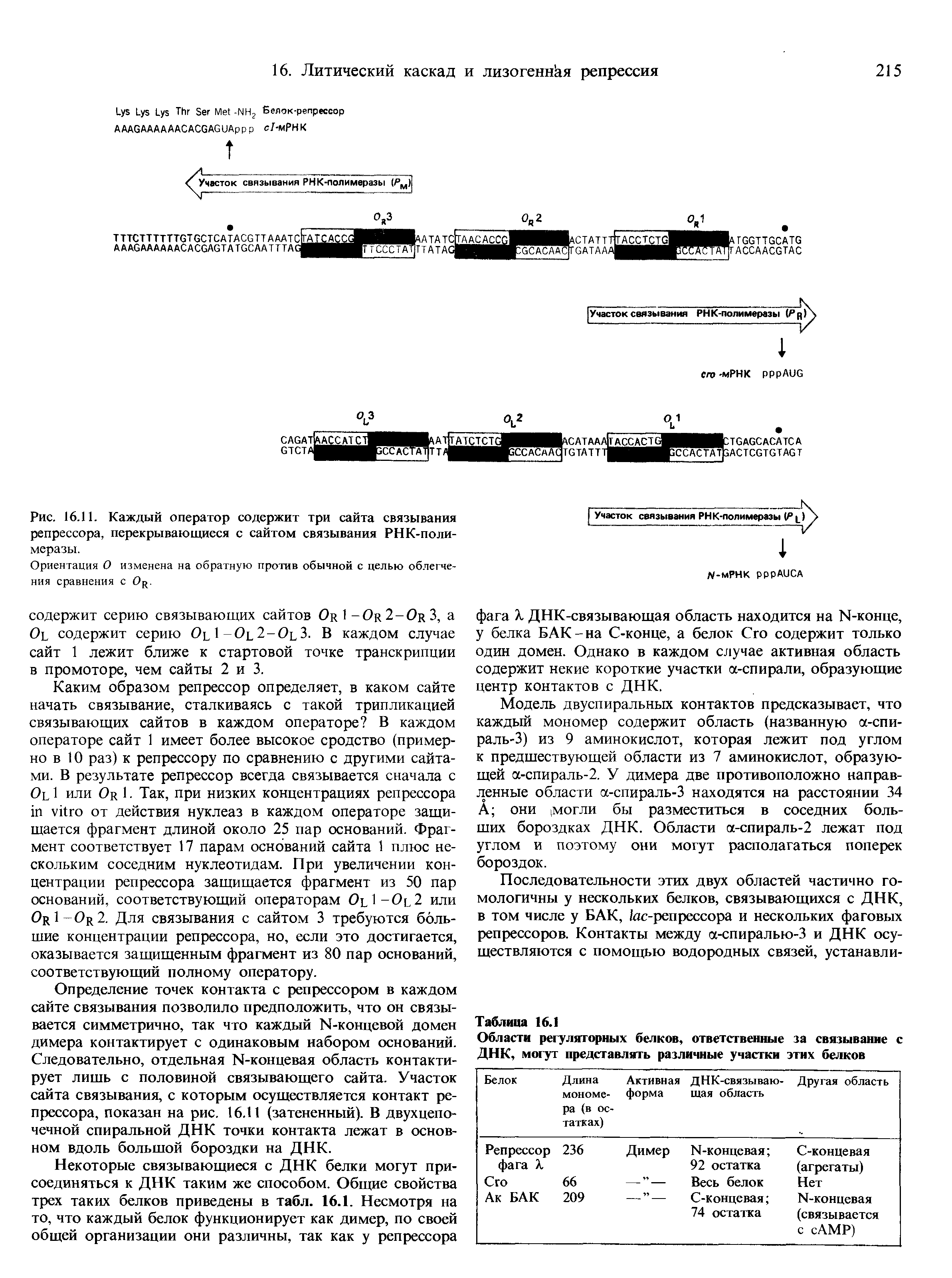 Рис. 16.11. Каждый оператор содержит три сайта связывания репрессора, перекрывающиеся с сайтом связывания РНК-поли-меразы.